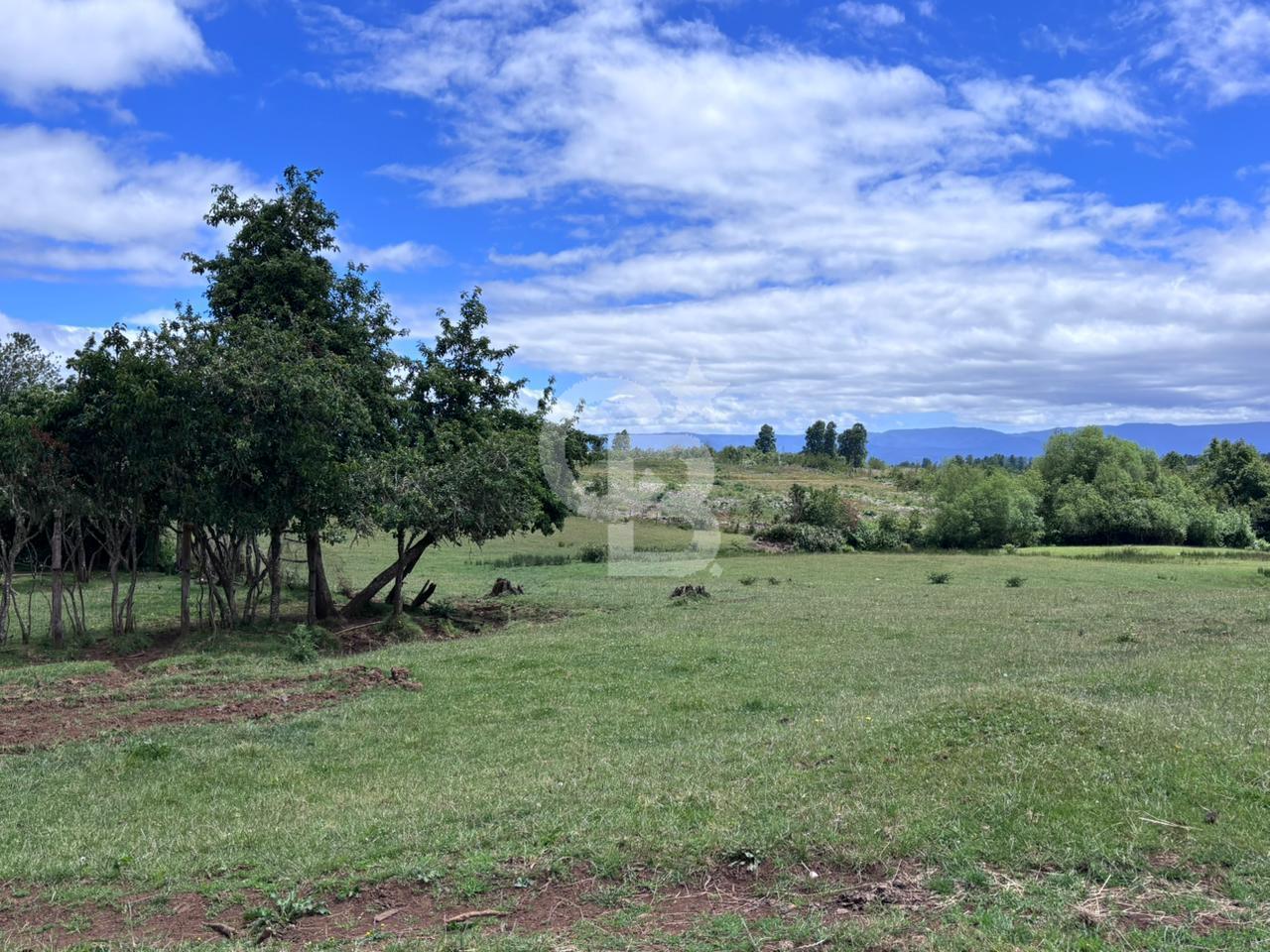 Fresia, Chile, ,Land,For Sale,2003048