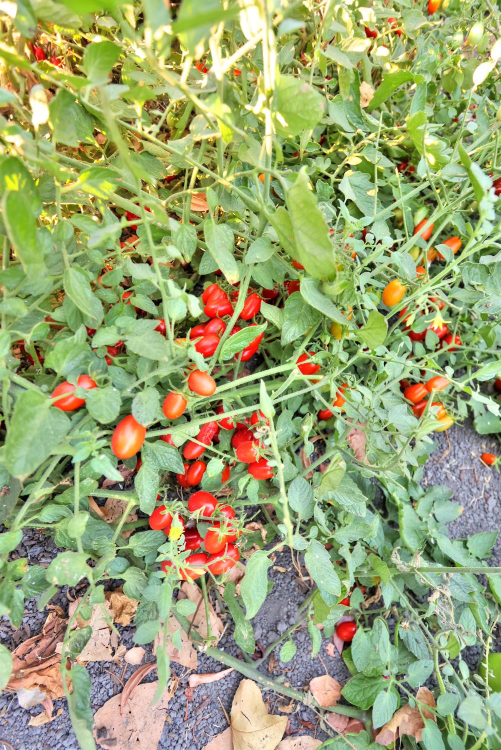 Walnut Grove, California, 95690, United States, 5 Bedrooms Bedrooms, ,3 BathroomsBathrooms,Residential,For Sale,1957042