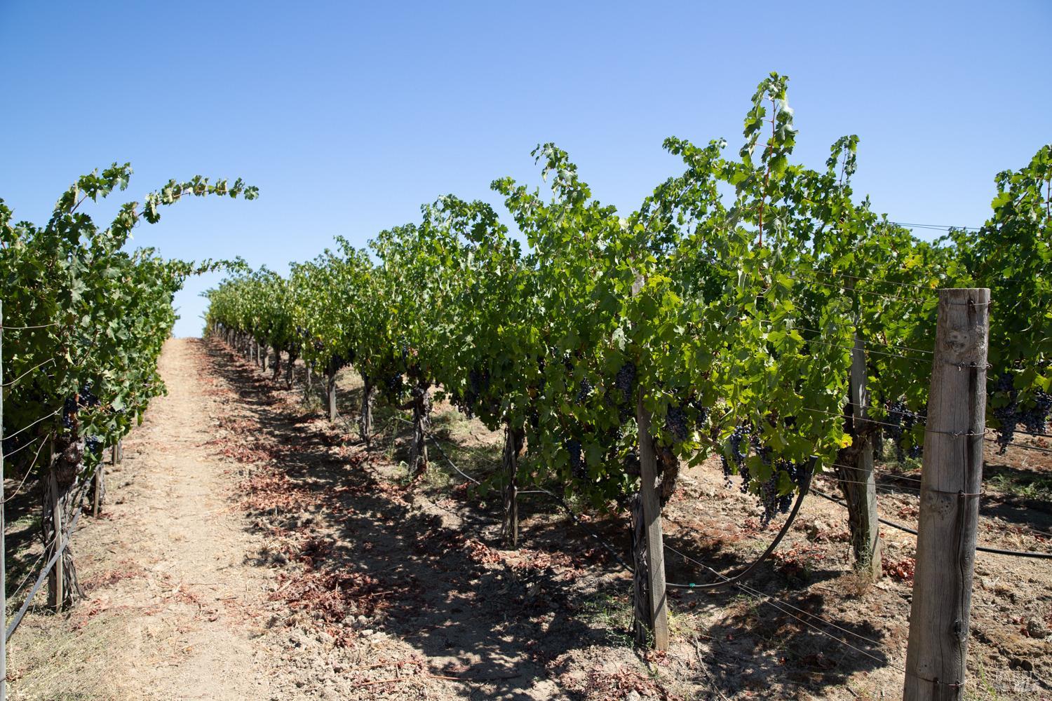 Napa, California, 94558, United States, ,Residential,For Sale,1786065