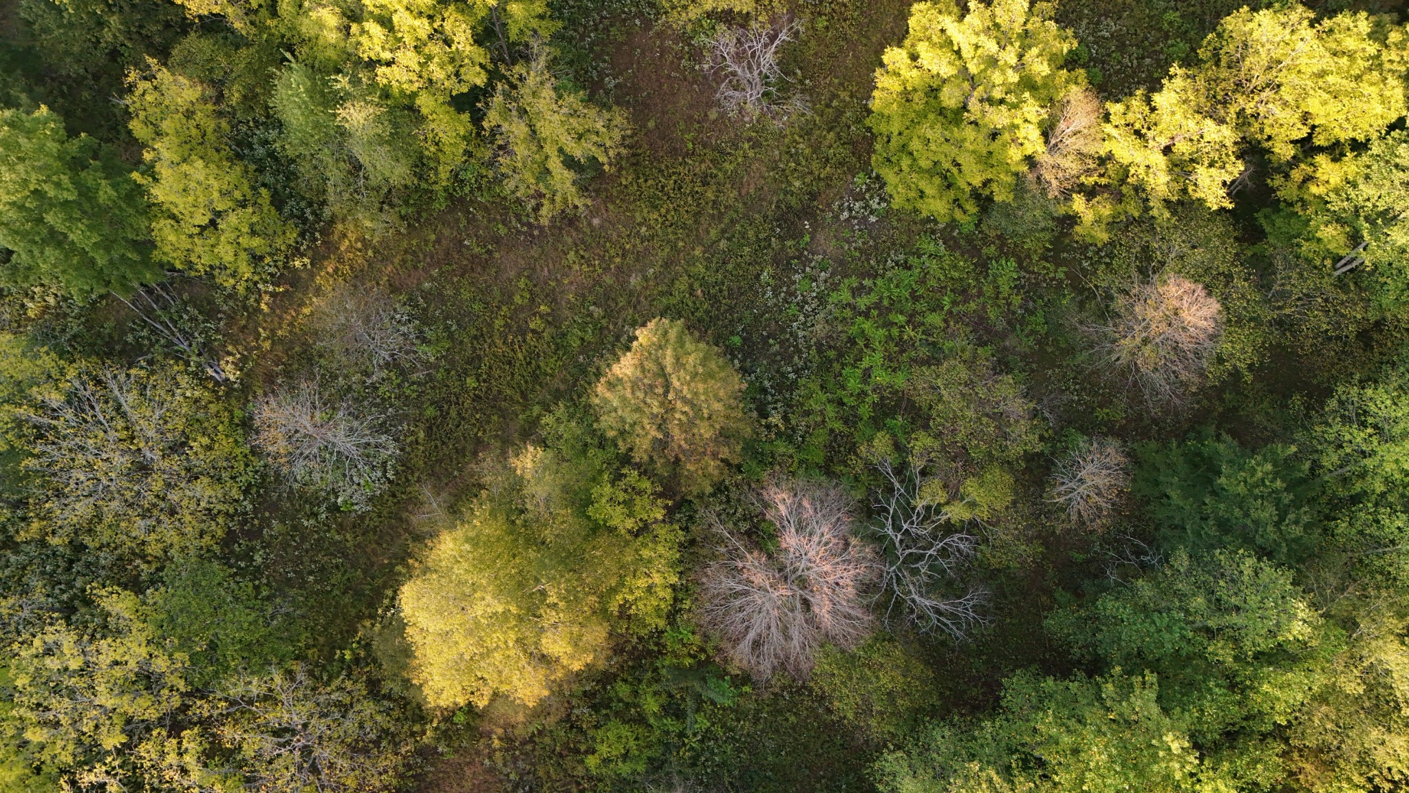 Lynchburg, Tennessee, 37388, United States, ,Land,For Sale,1982223