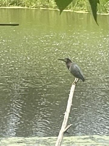 Berryville, Arkansas, 72616, United States, 6 Bedrooms Bedrooms, ,4 BathroomsBathrooms,Residential,For Sale,1988341