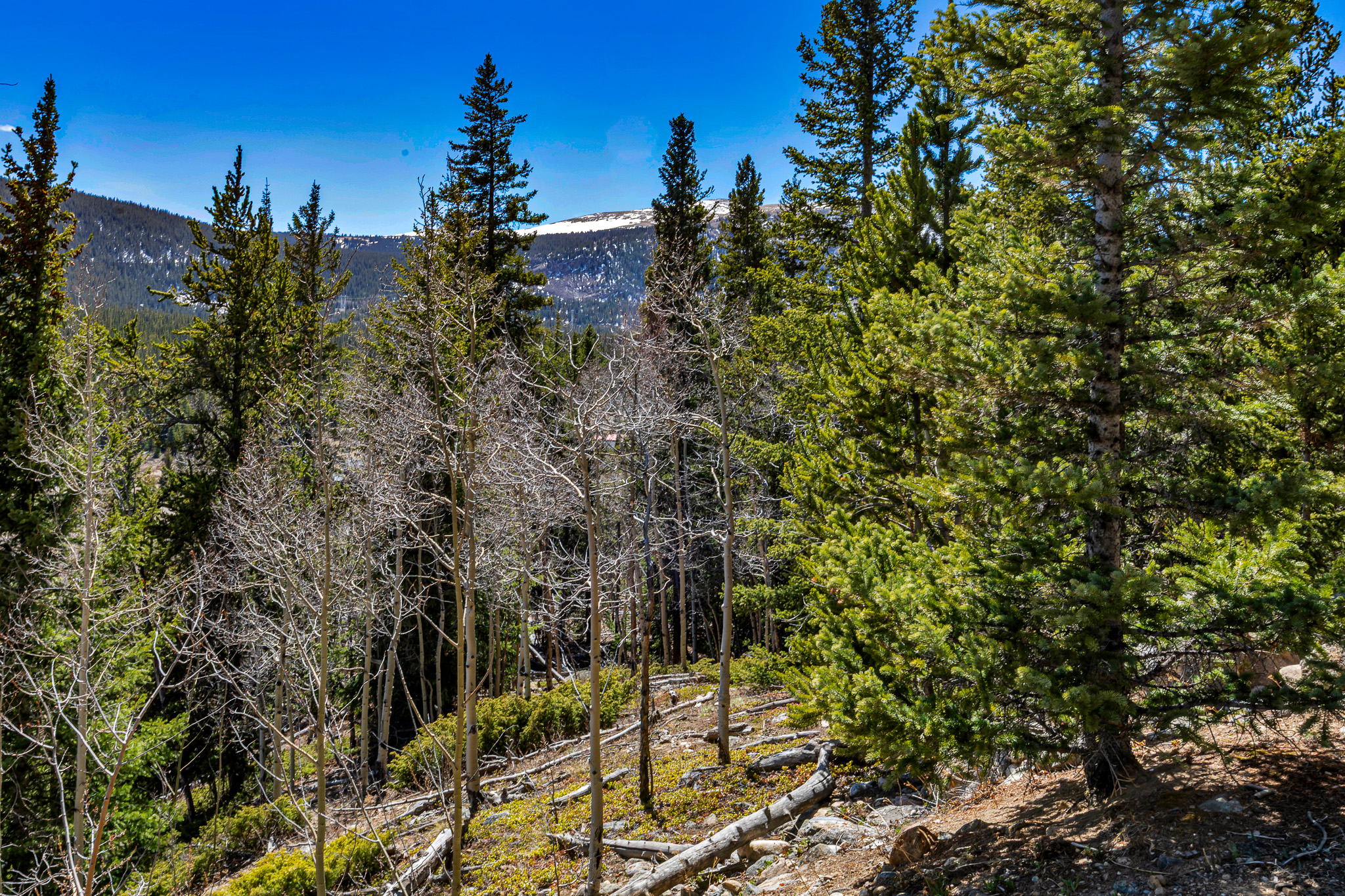 270 Co Rd 667, Alma, CO, 80440 - 物件實景