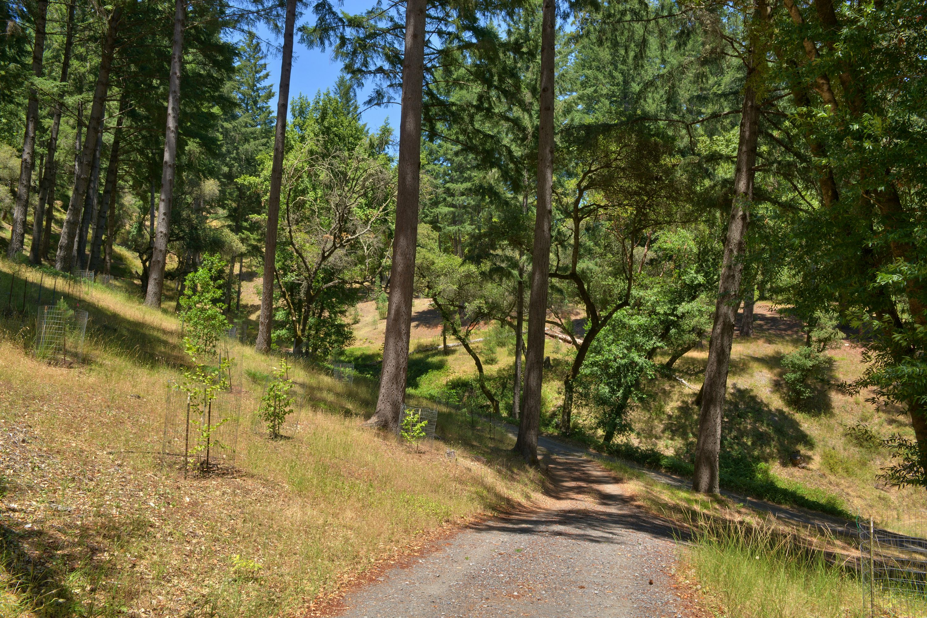  18900 Armstrong Woods Road, Guerneville, CA 95446 - 物件實景