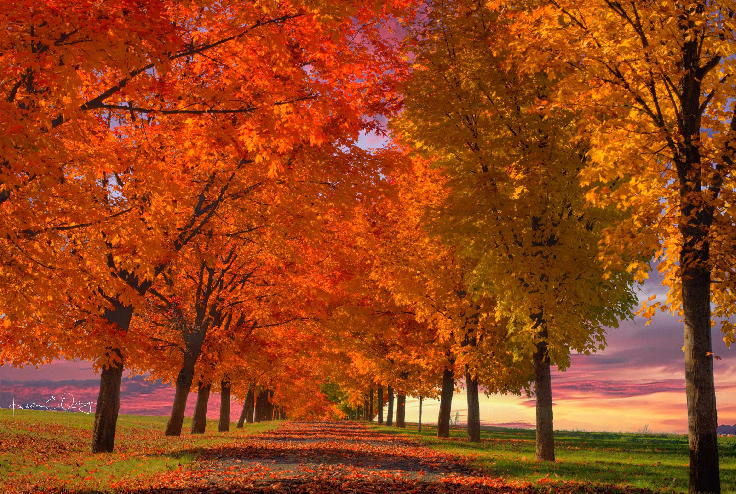 Mead, Washington, 99021, United States, ,Land,For Sale,1977316