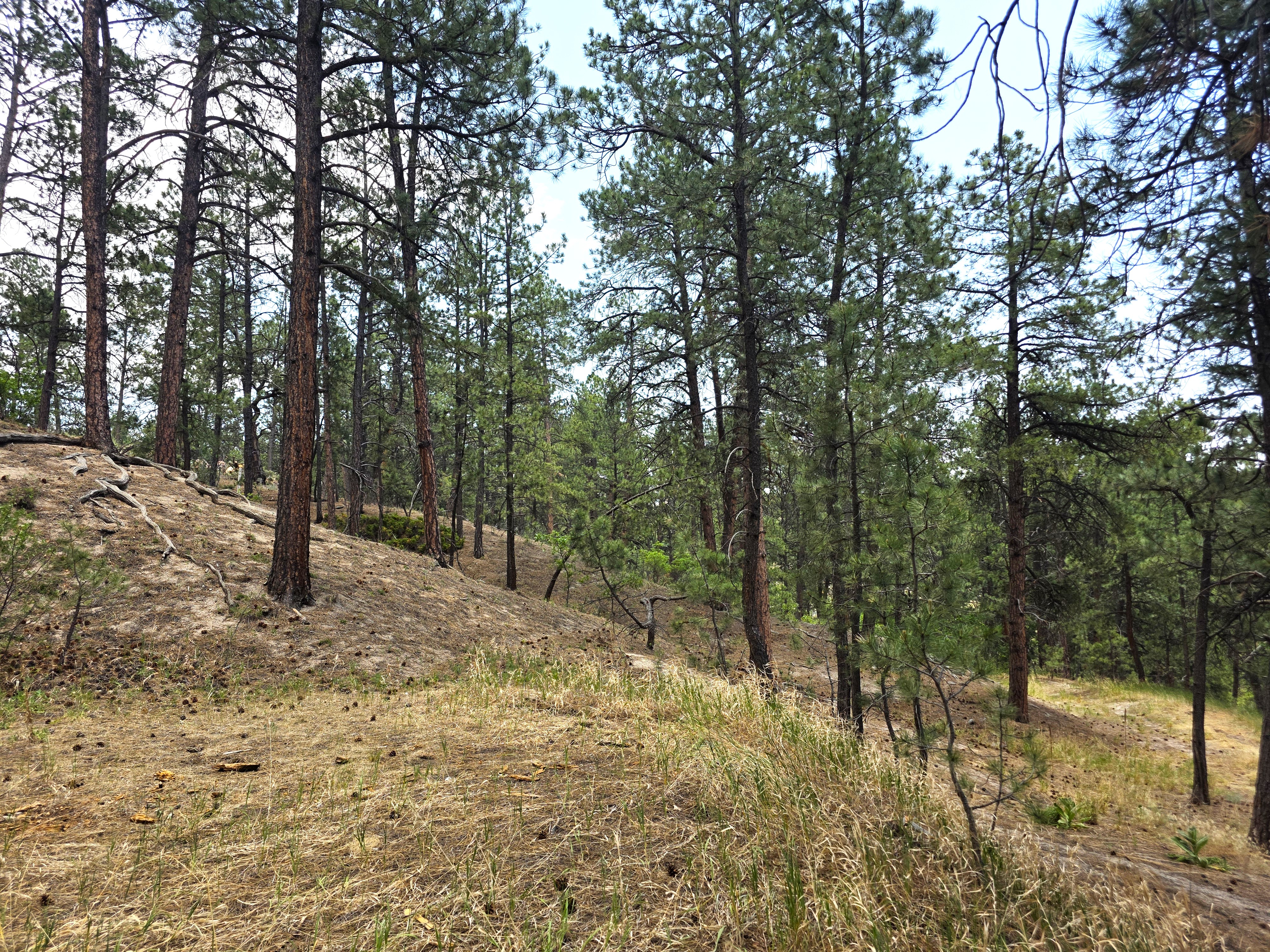  Extremely desirable southwest Black Forest location on stunning 5 wooded acres - 物件實景