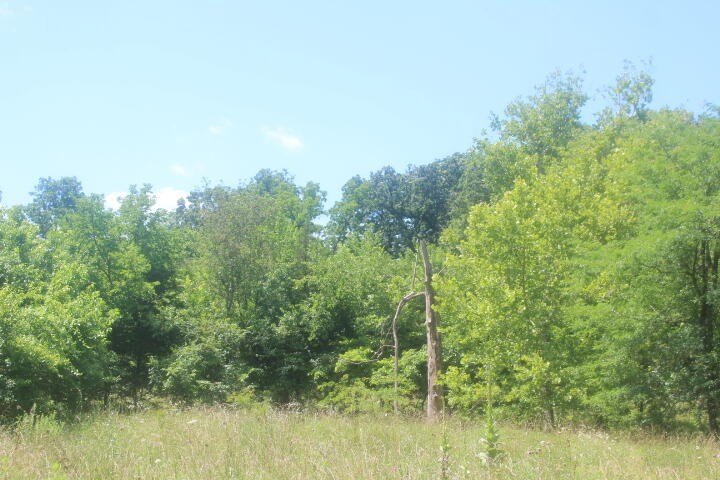 Polk, Missouri, 65727, United States, ,Land,For Sale,1980569