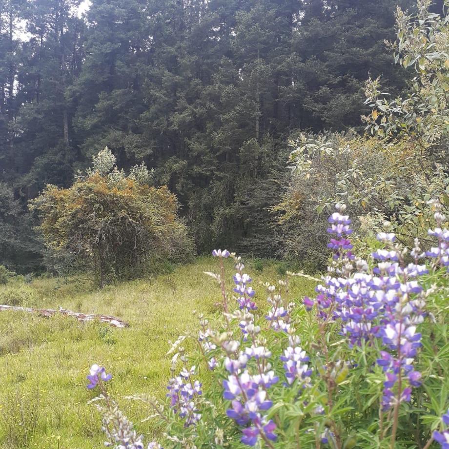 Mineral del Chico, Hidalgo, 42120, Mexico, 1 Bedroom Bedrooms, ,Residential,For Sale,1958011