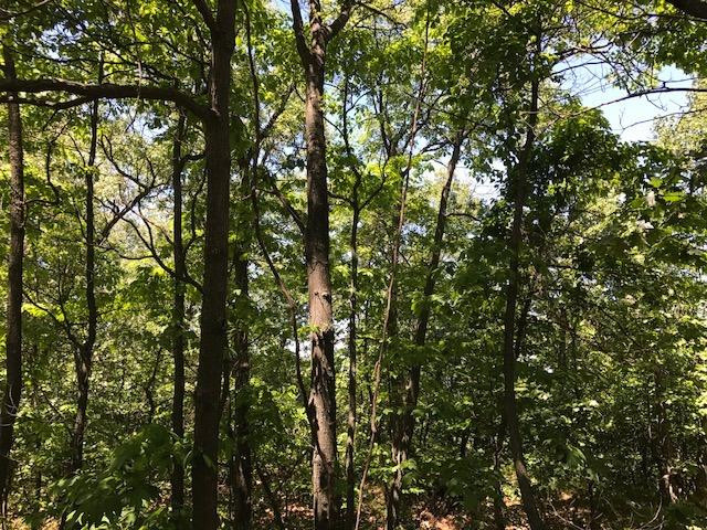 602 E Beverly Drive, Beverly Shores, Indiana, 46301, United States, ,Land,For Sale,602 E Beverly Drive,1614453