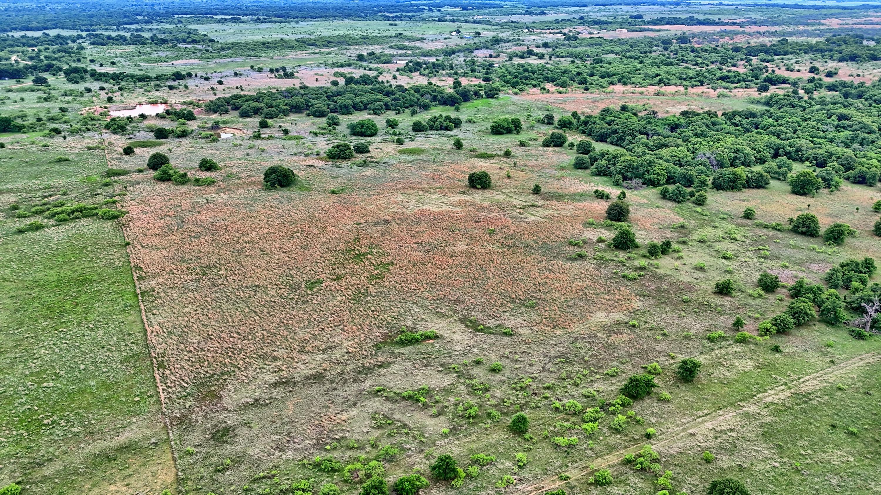  95 Acres in Clay County - 物件實景
