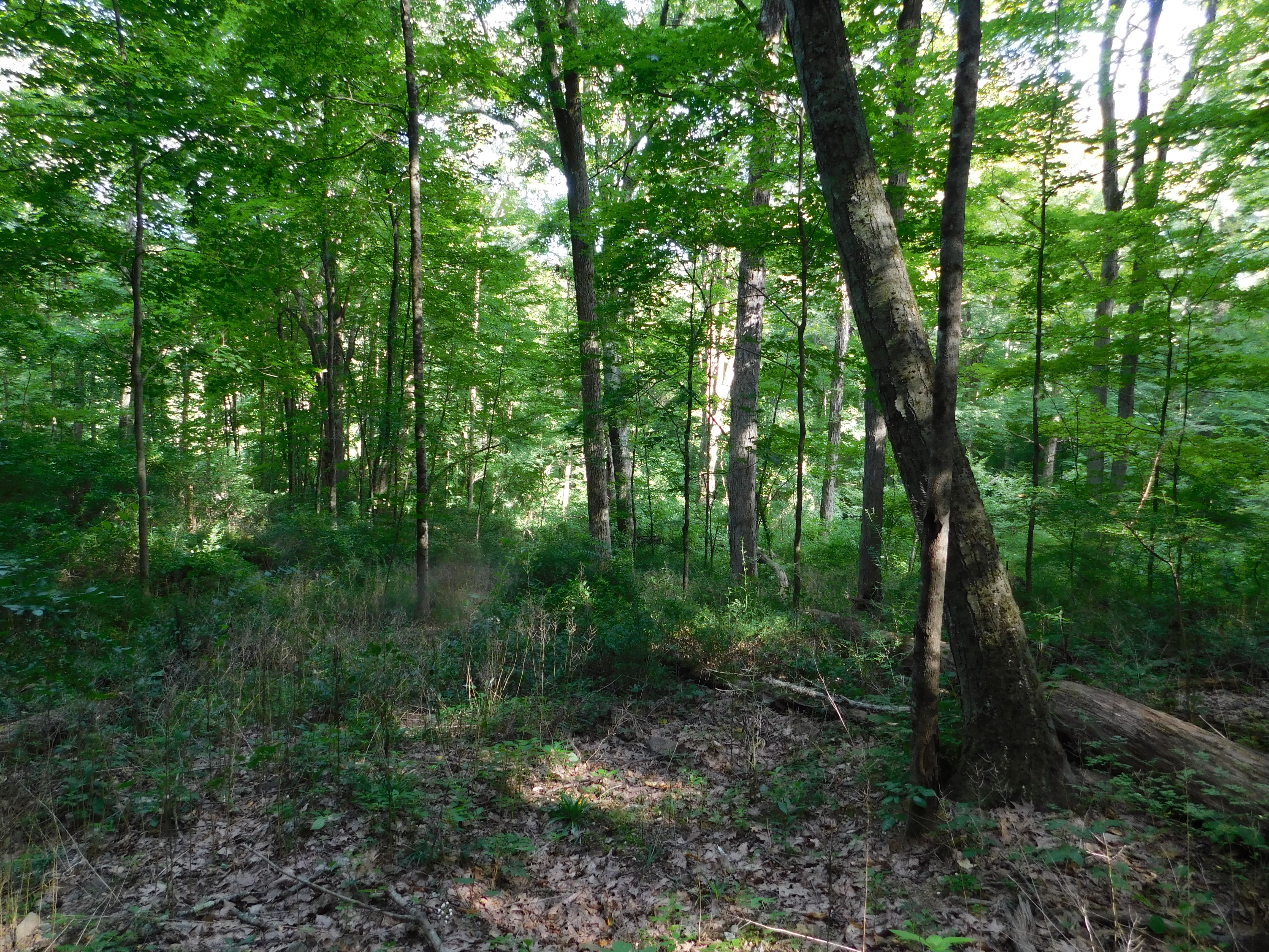  153 White Hollow Road - 物件實景