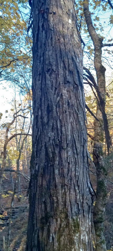 Willow Shade, Kentucky, 42166, United States, 3 Bedrooms Bedrooms, ,2 BathroomsBathrooms,Residential,For Sale,1991903