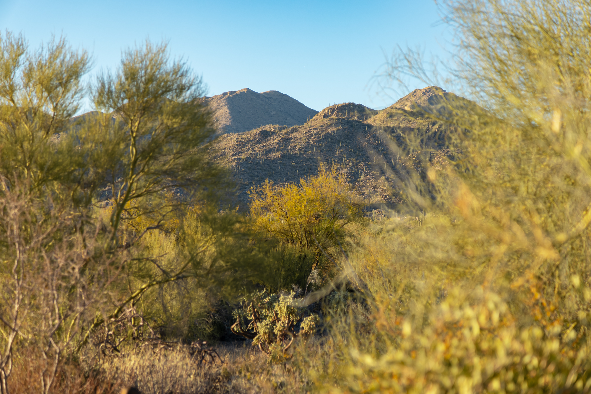  14191 N Giant Saguaro Place¦Oro Valley, AZ - 物件實景