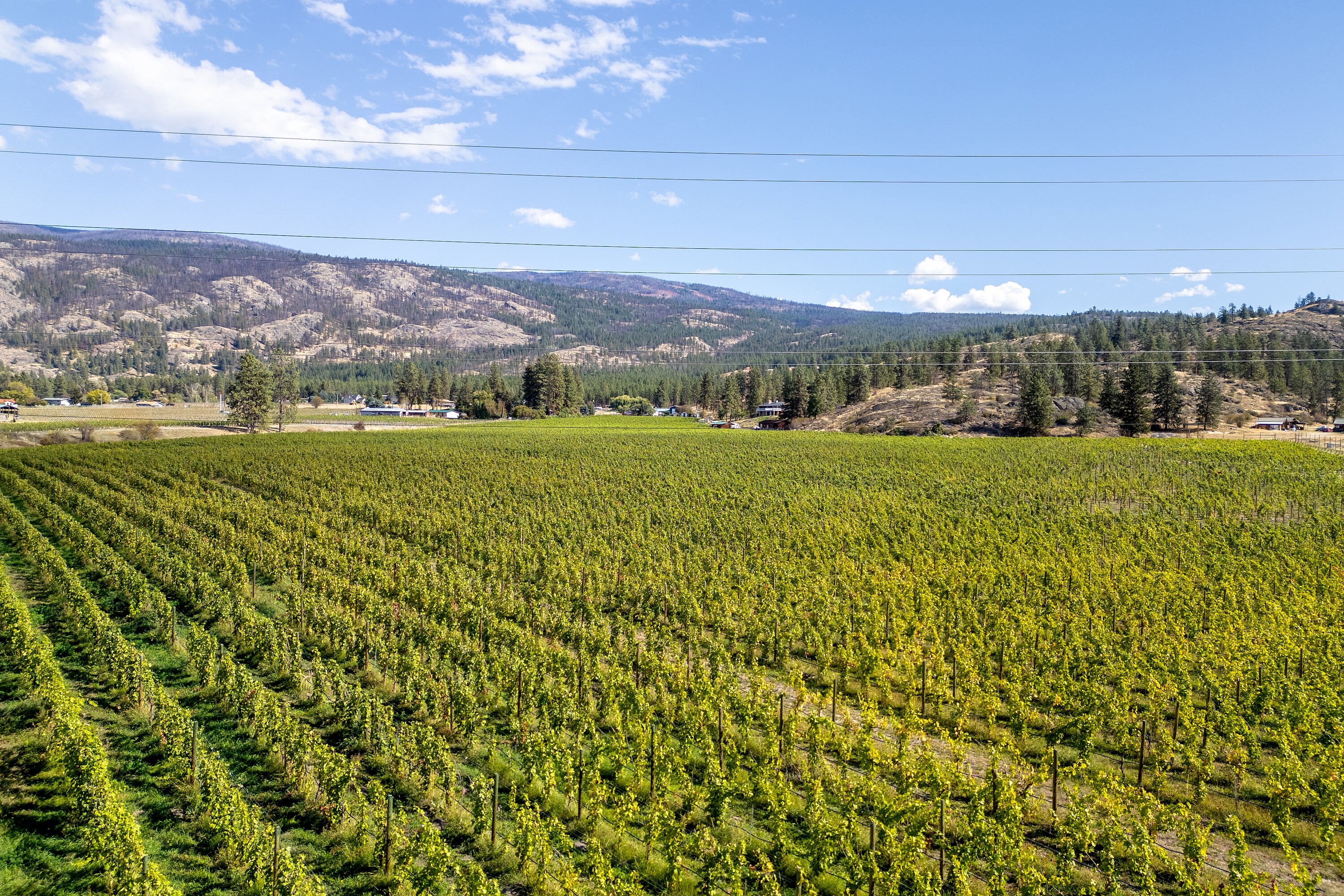  Vineyard in Okanagan Falls - 物件實景