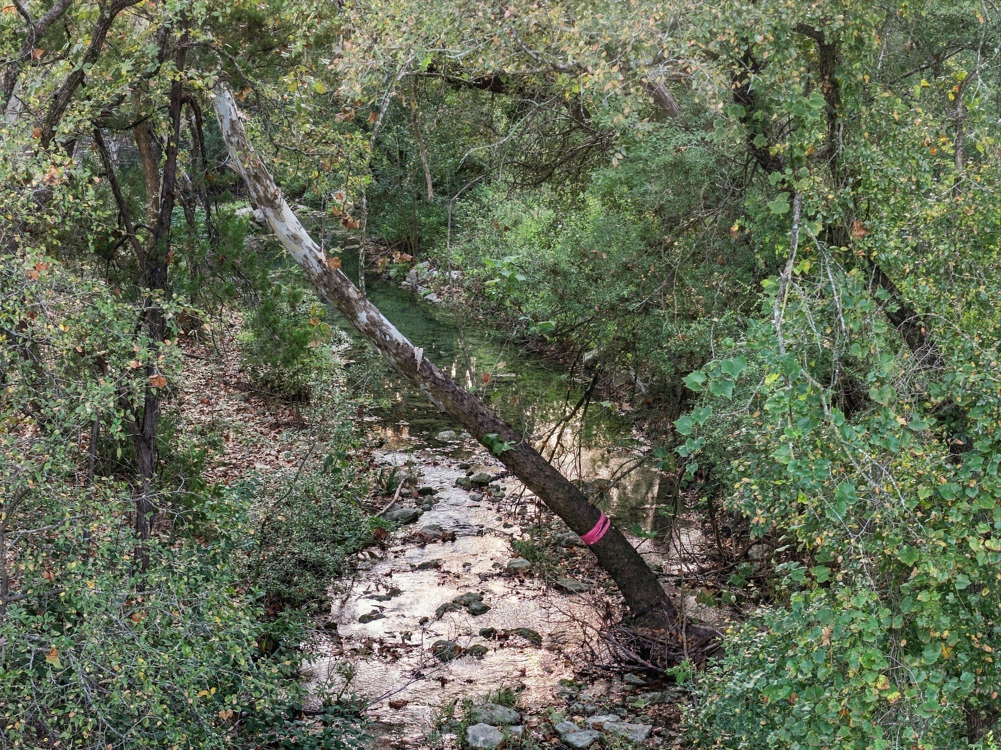  Private acreage in The Estates of Barton Creek - 物件實景