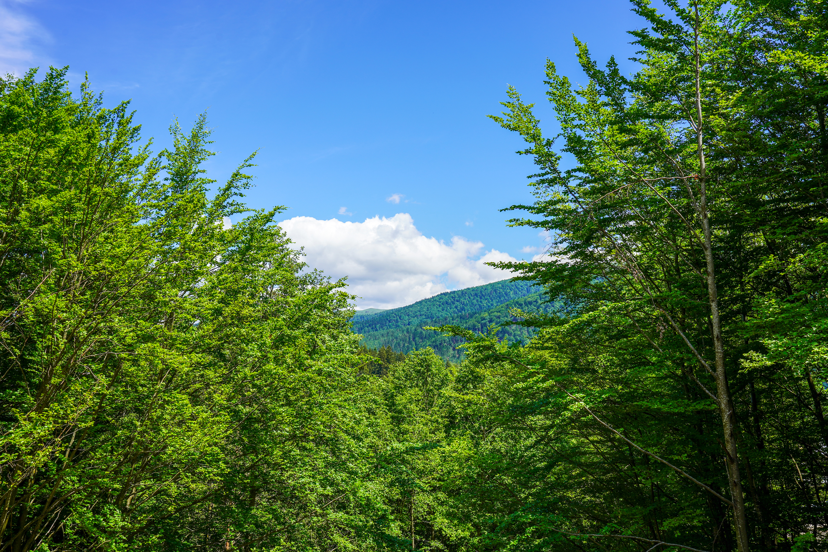  Modern Apartment with Private Garden at the Edge of the Forest, Sinaia - 物件實景