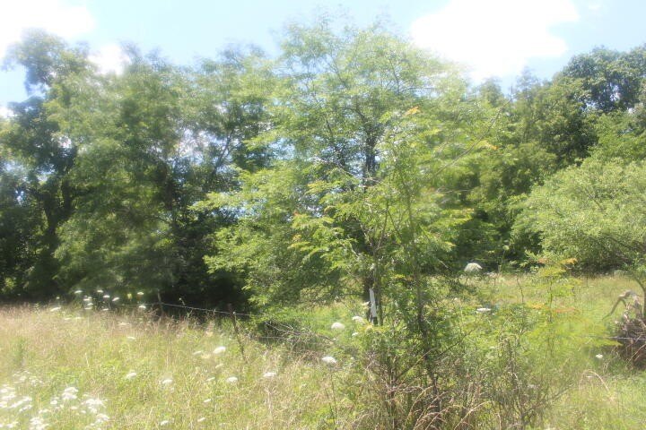 Polk, Missouri, 65727, United States, ,Land,For Sale,1980569