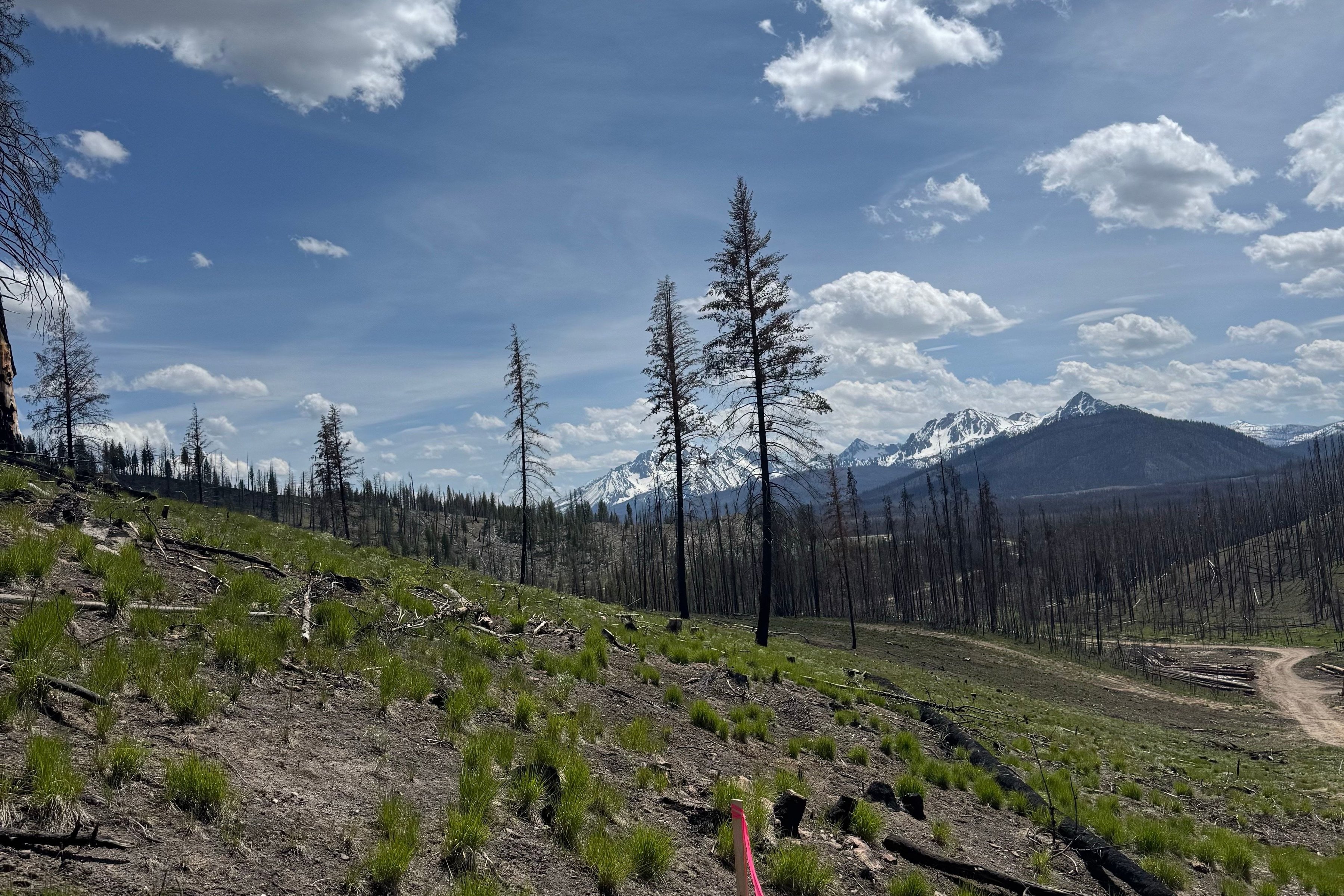  Rare Sawtooth Basin Homesite Near Stanley - 物件實景