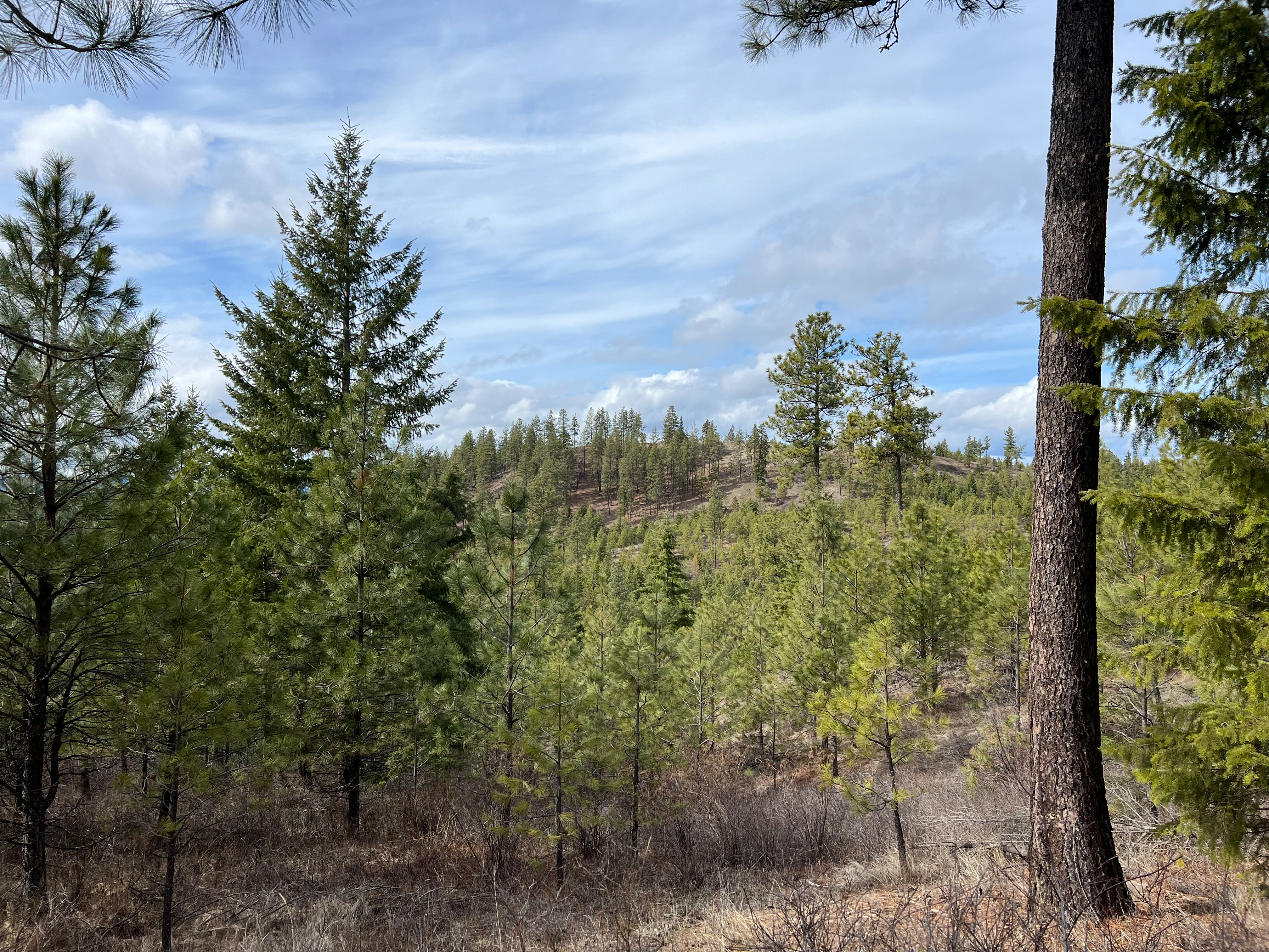 Valley, Washington, 99181, United States, ,Land,For Sale,1979391