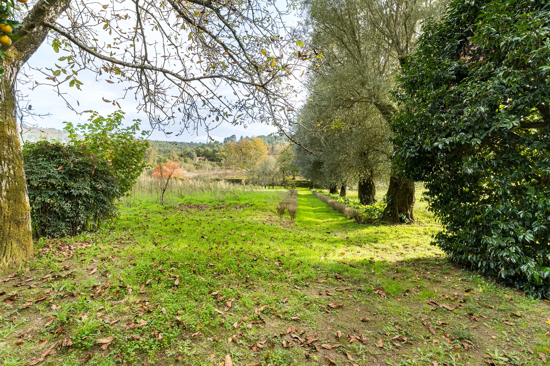  Farm, 6 bedrooms, for Sale - 物件實景