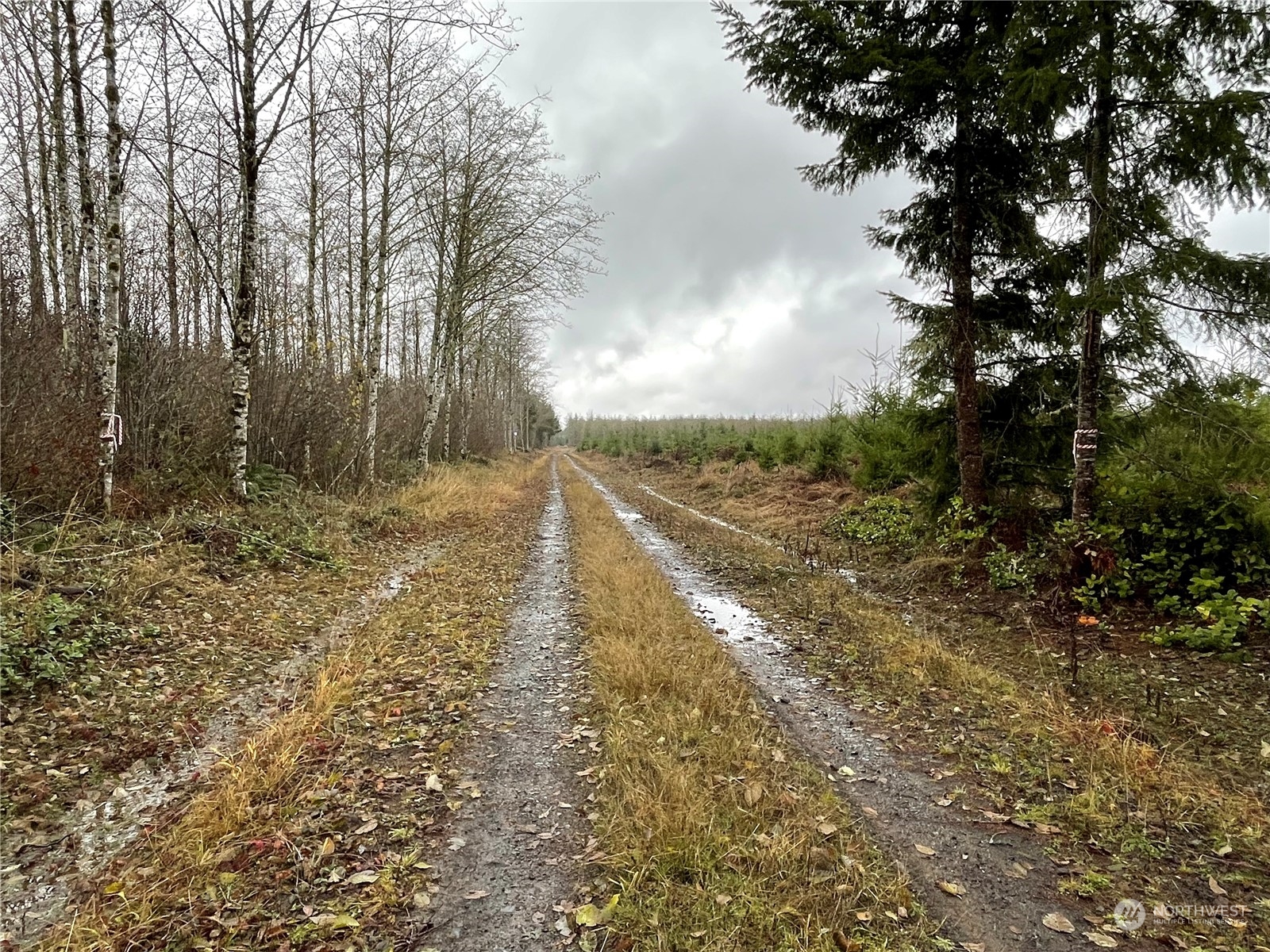 1 Xx Oppelt Road, Onalaska, Washington, 98570, United States, ,Land,For Sale,1 Xx Oppelt Road,1446946