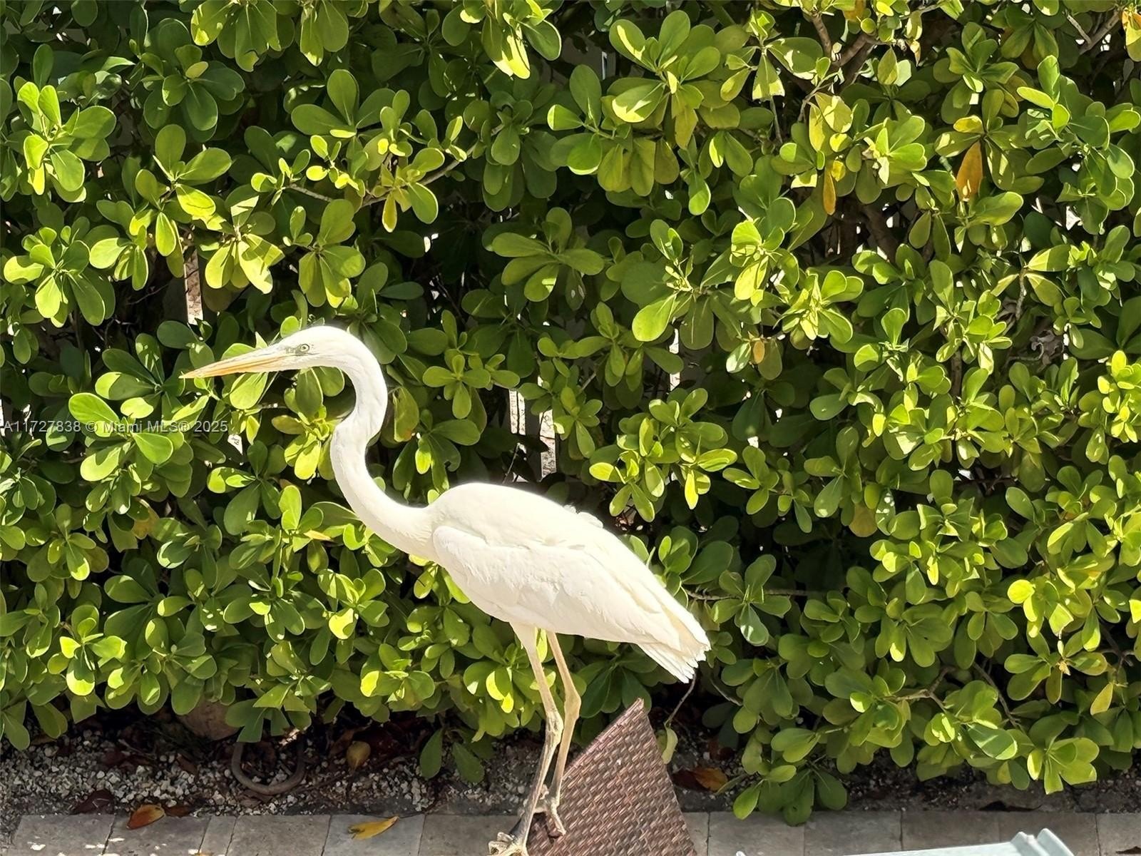 Key Largo, Florida, 33037, United States, 3 Bedrooms Bedrooms, ,3 BathroomsBathrooms,Residential,For Sale,1975772