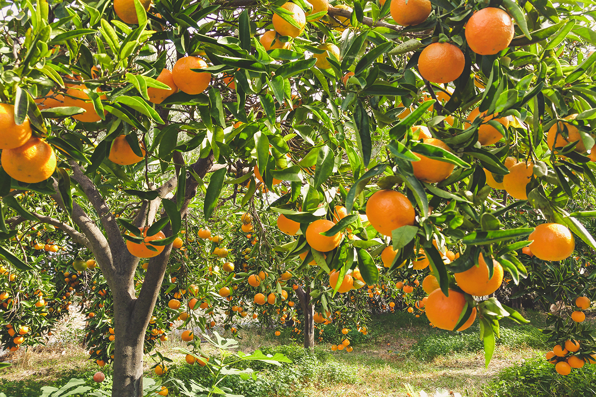 Papaaloa, Hawaii, 96780, United States, 4 Bedrooms Bedrooms, ,3 BathroomsBathrooms,Residential,For Sale,2003015