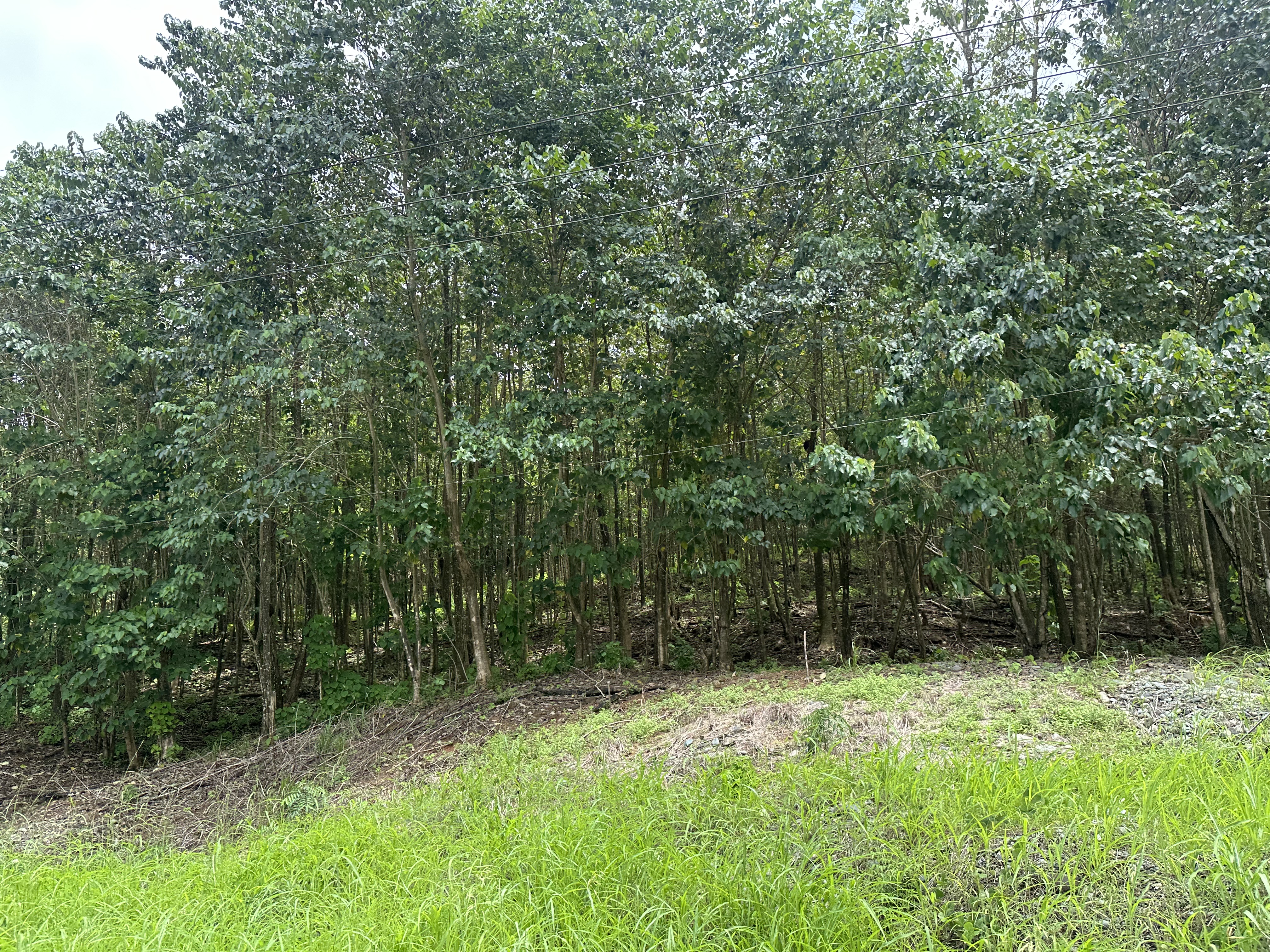 Palmar Norte, Palmar, Puntarenas, CR, ,Land,For Sale,Palmar Norte,1667866