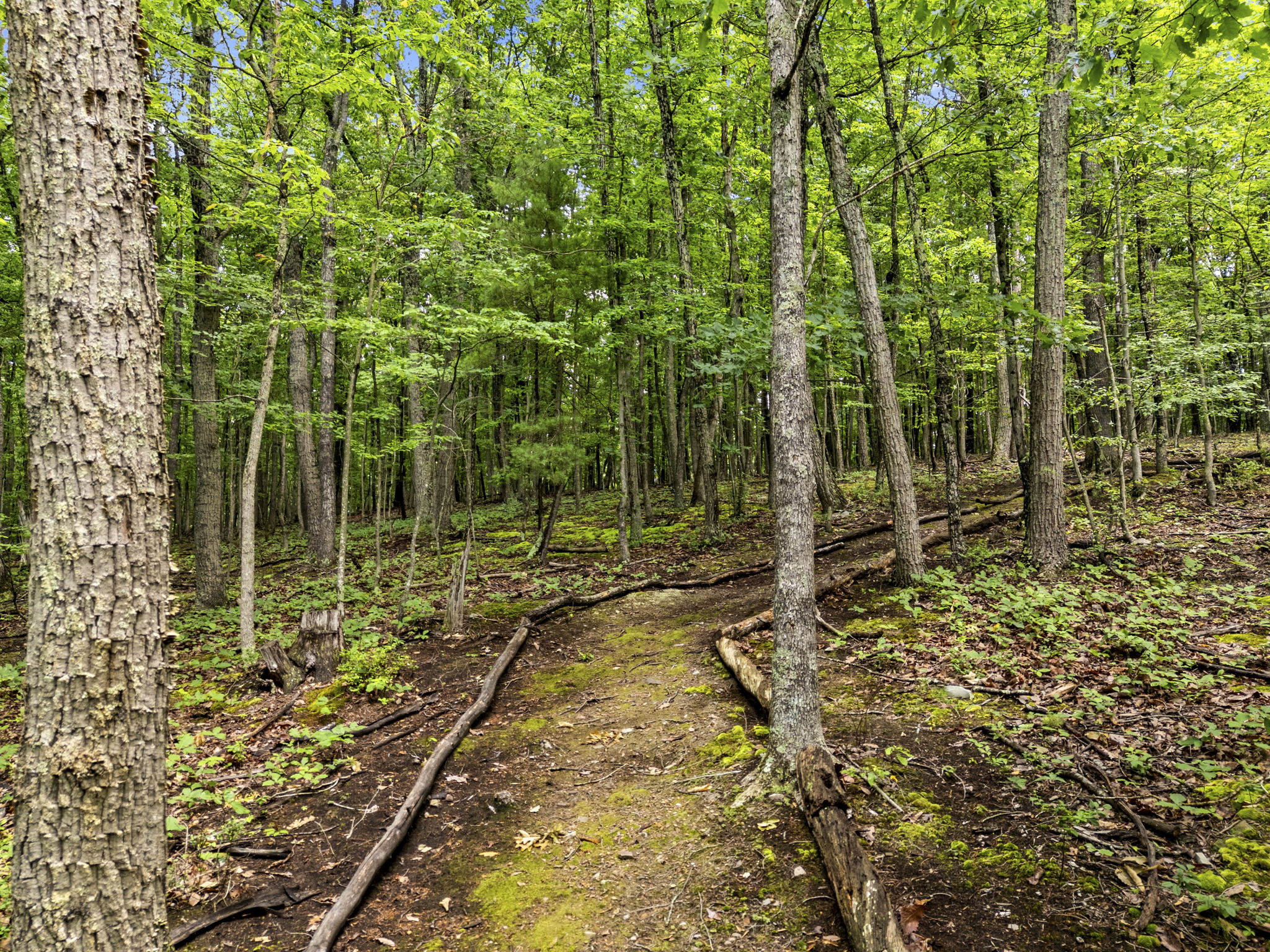  310 Red Gate Retreat Way, Berkeley Springs, WV 25411 - 物件實景