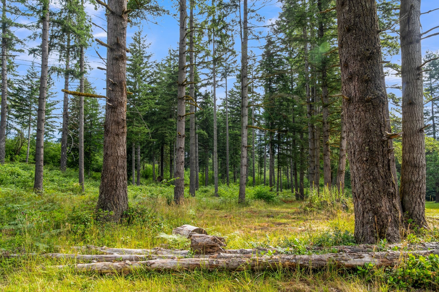  3832 NE CAVITT RD Camas, WA 98607 - 物件實景