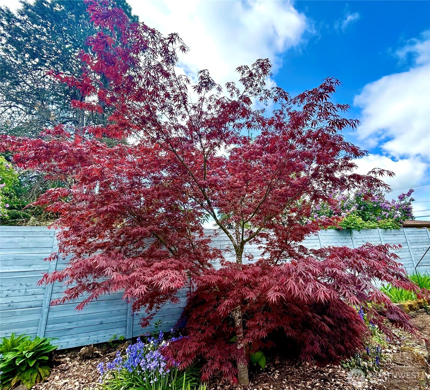 Bellevue, Washington, 98006, United States, 4 Bedrooms Bedrooms, ,1 BathroomBathrooms,Residential,For Sale,1913092