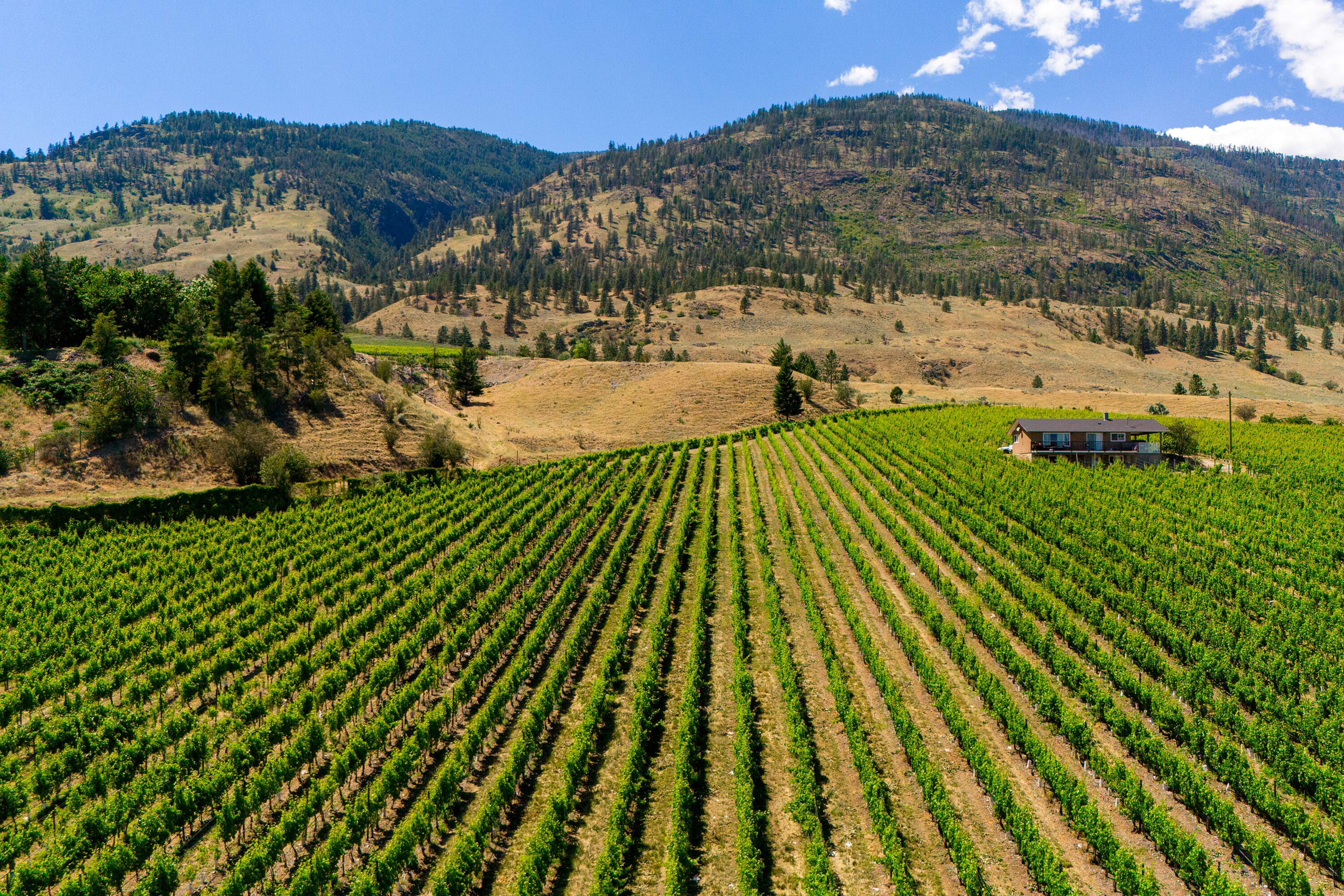  Vineyard Receivership - 物件實景