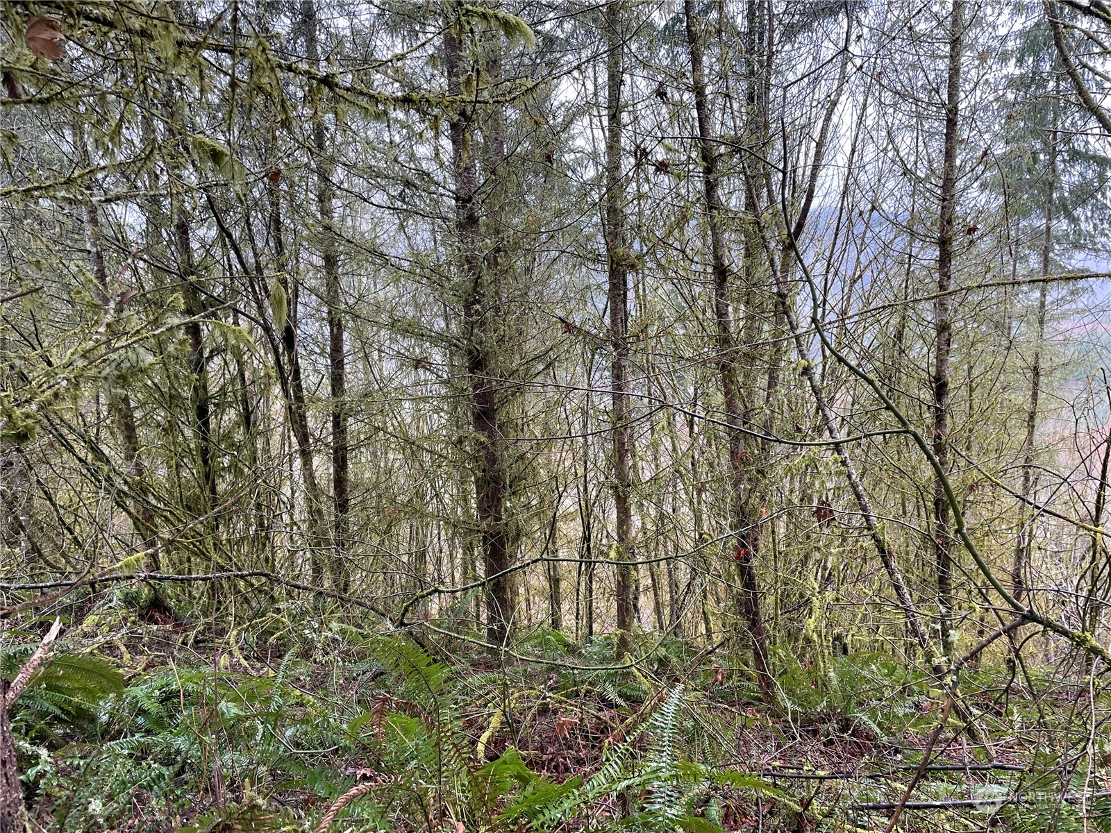 0 Fallert Road, Kalama, Washington, 98625, United States, ,Land,For Sale,0 Fallert Road,1273199