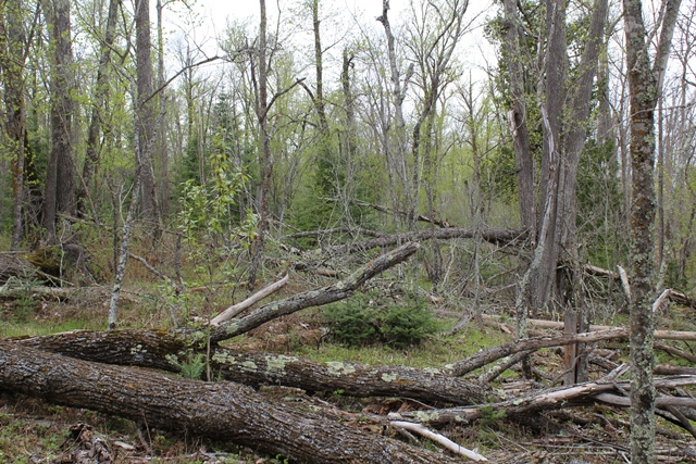 Deer River, Minnesota, 56636, United States, ,Land,For Sale,1974863