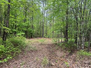 Naples, Texas, 75568, United States, ,Land,For Sale,1786234