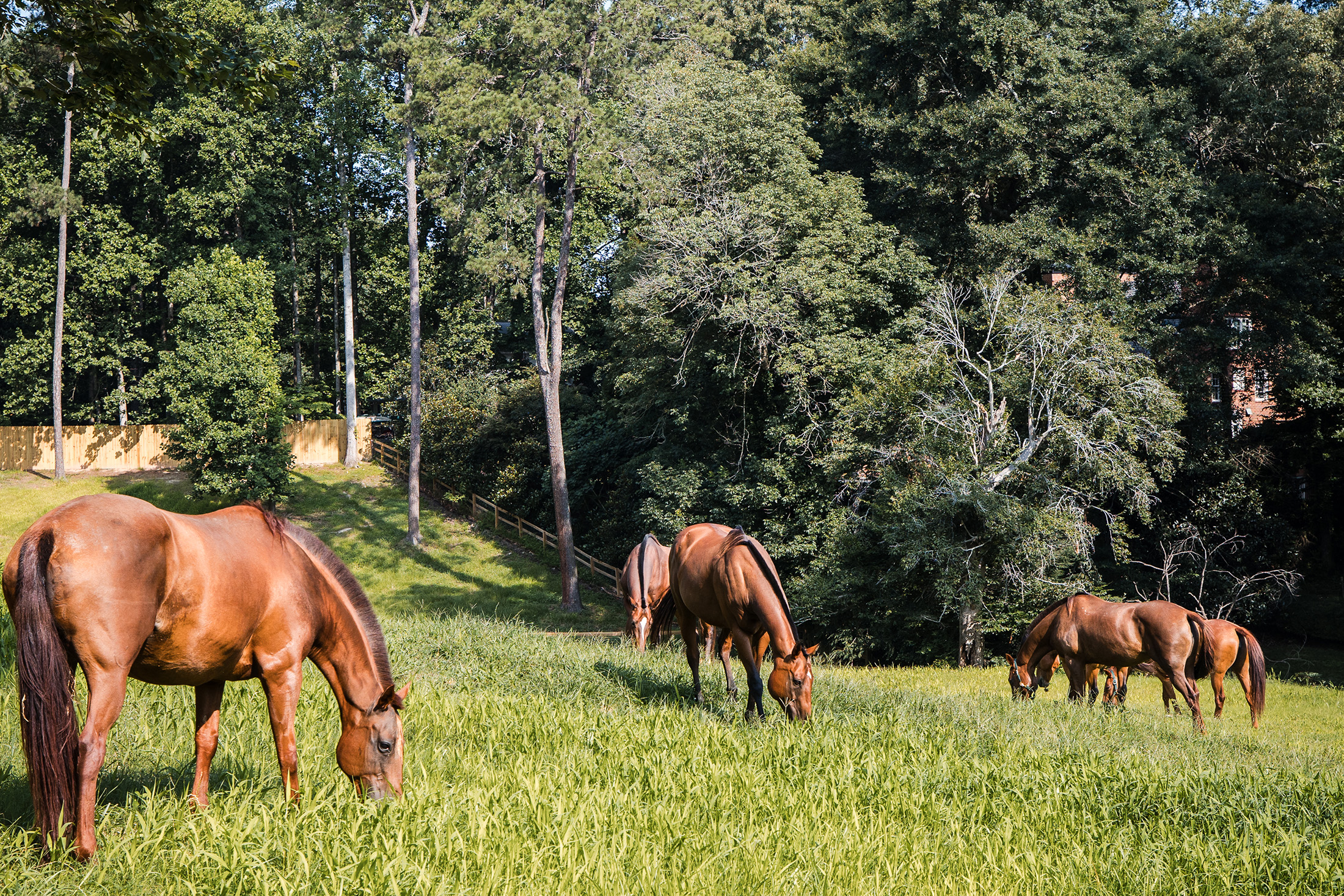  Rare Equestrian Facility with Prestigious Address - 物件實景
