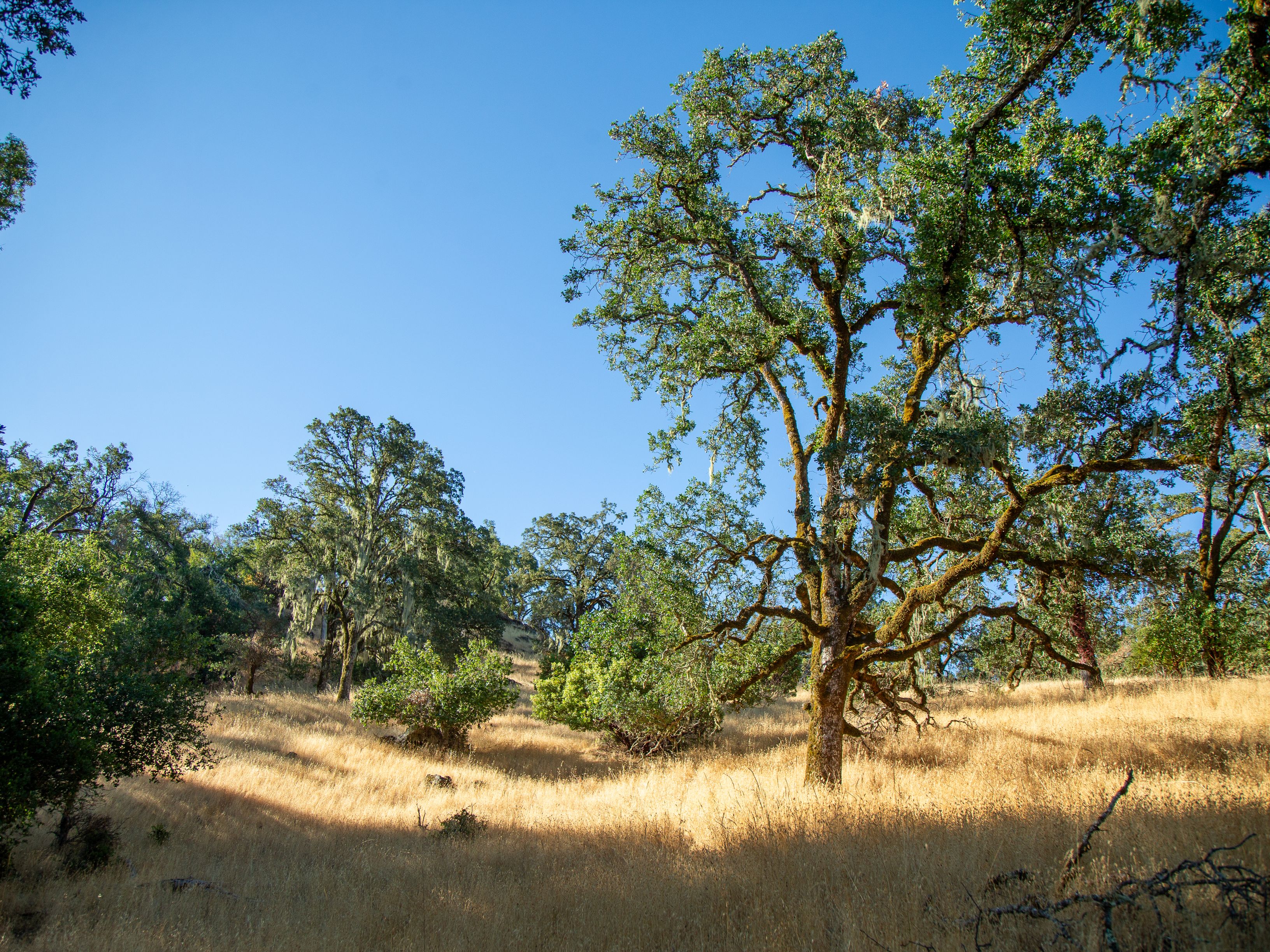  Very Rare Opportunity Alexander Valley Ranch - 物件實景