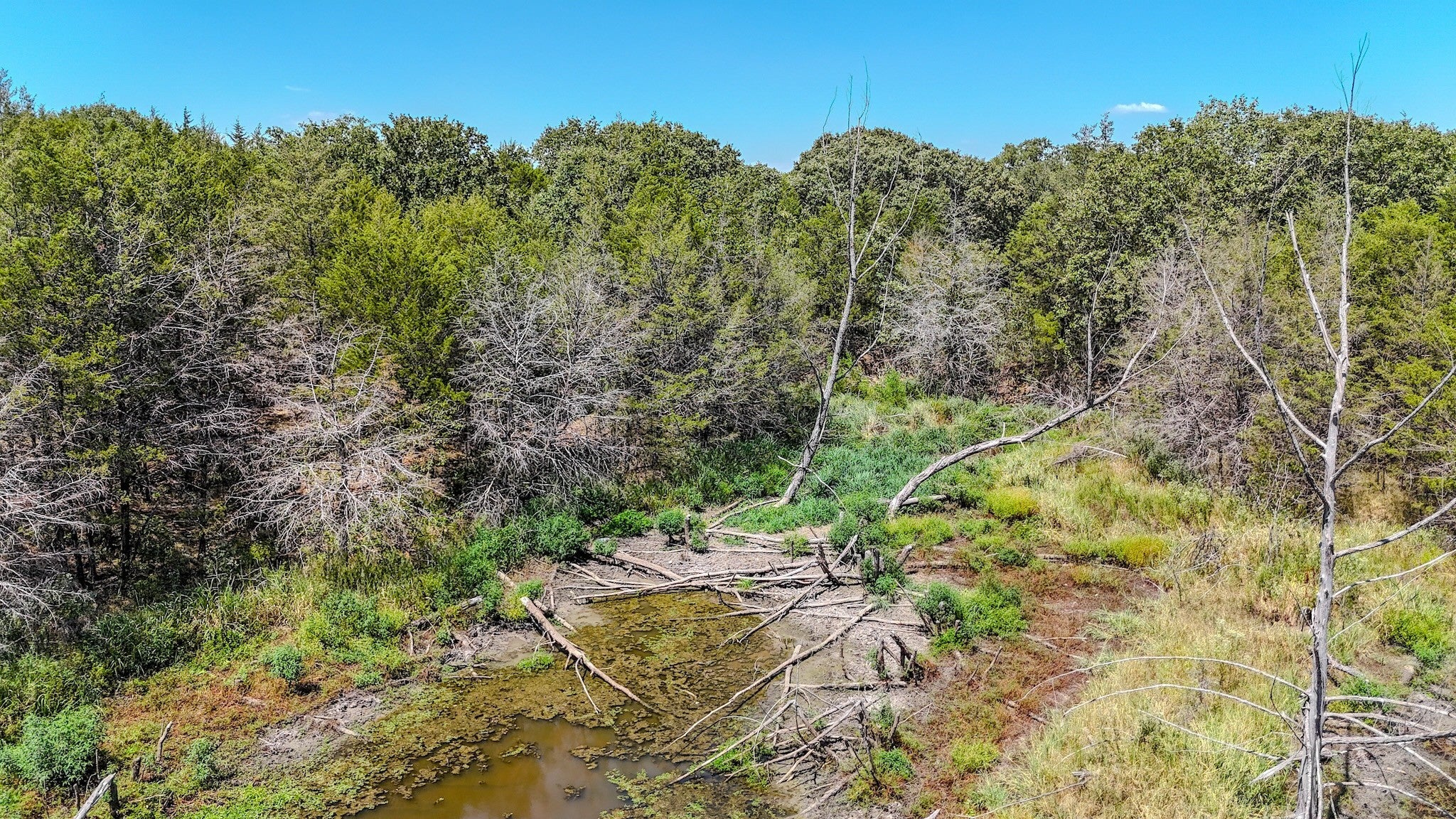 Ivanhoe, Texas, 75447, United States, ,Land,For Sale,1973742