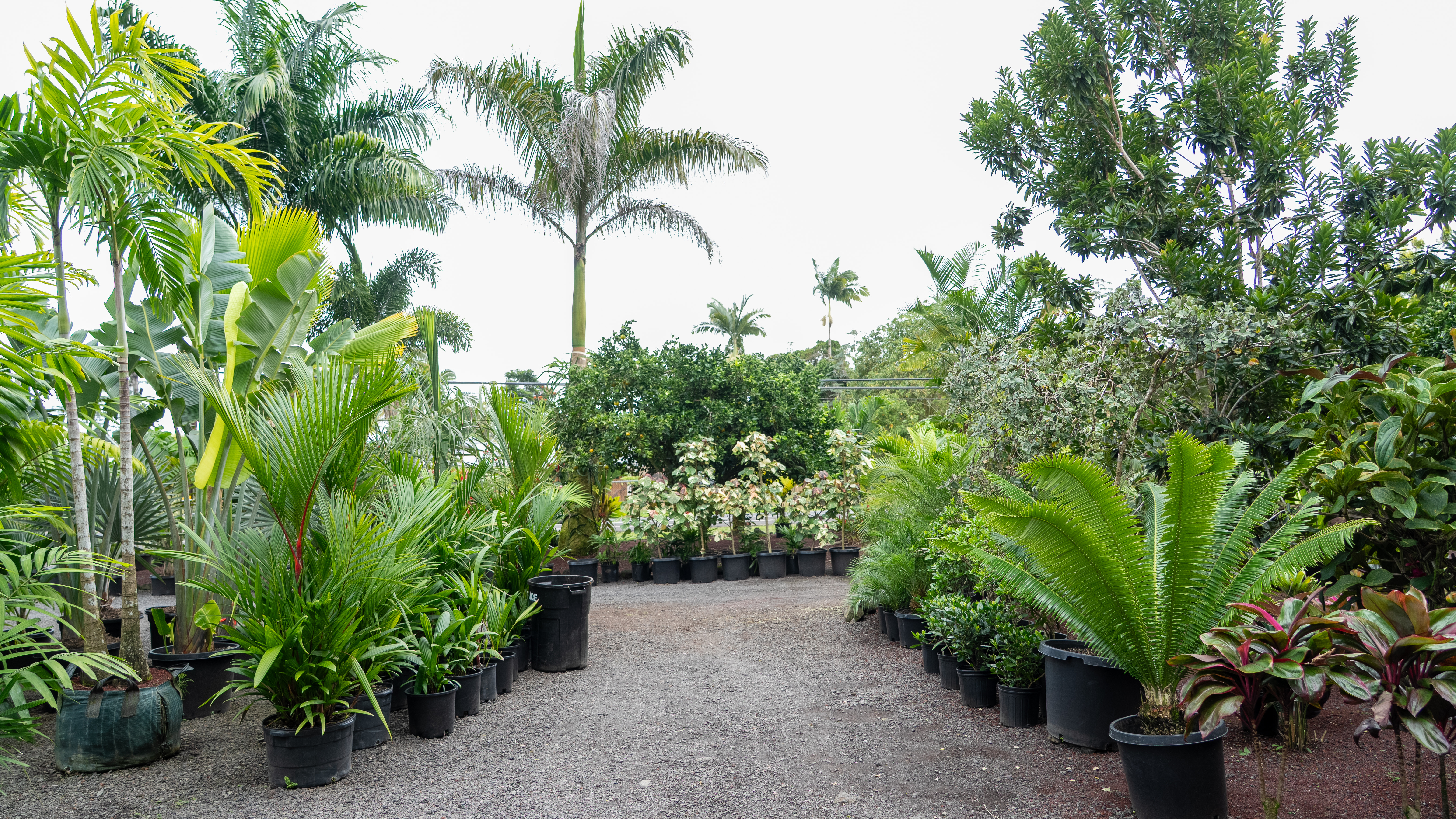 Kurtistown, Hawaii, 96760, United States, 2 Bedrooms Bedrooms, ,2 BathroomsBathrooms,Residential,For Sale,1991865