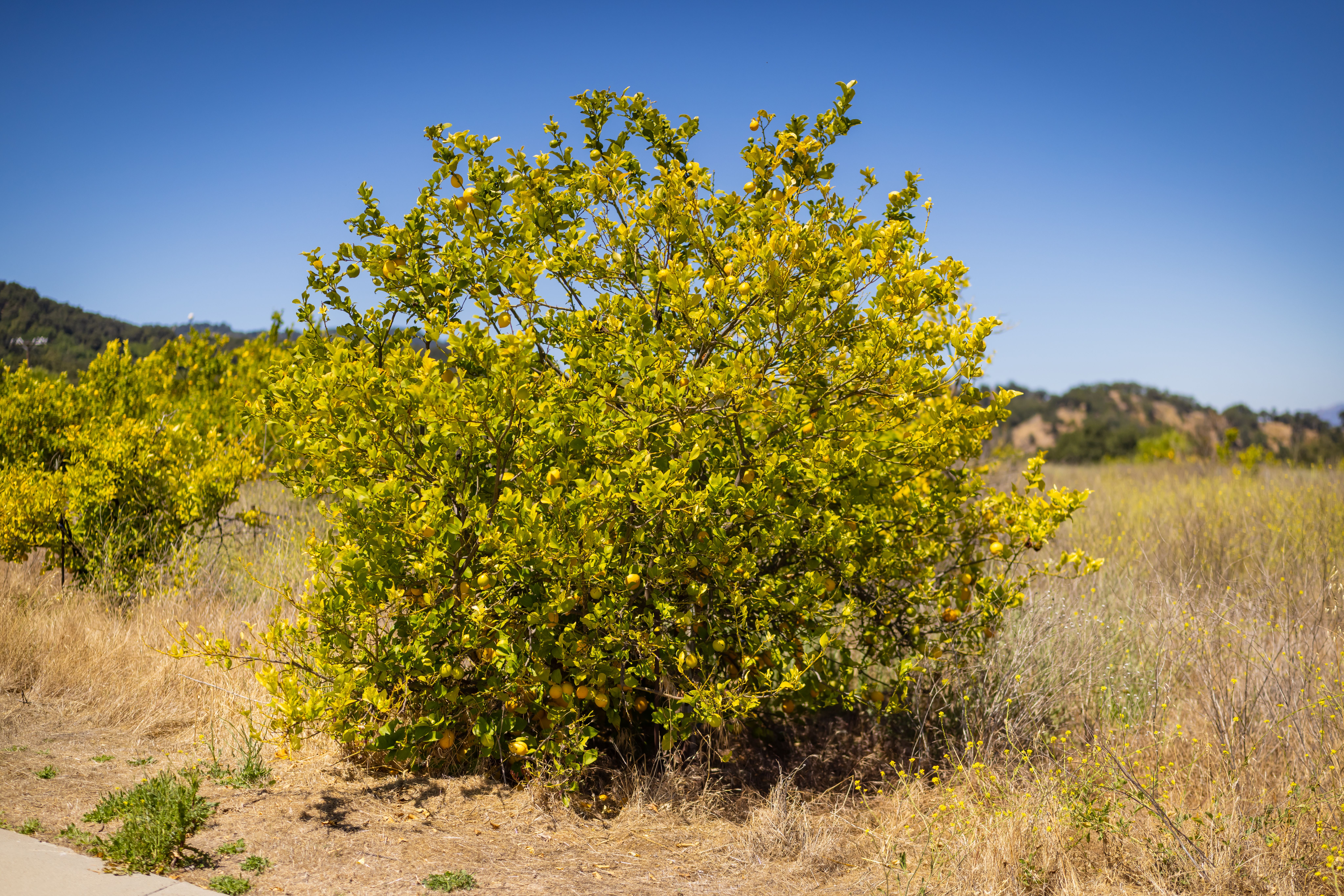  12400 Ojai Santa Paula Road, Ojai, CA 93023 - 物件實景