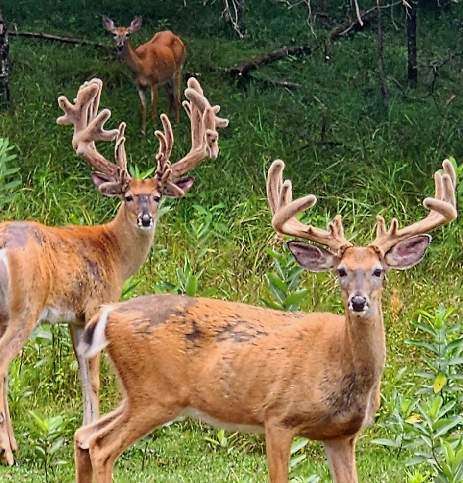 Lake Tomahawk, Wisconsin, 54487, United States, ,Residential,For Sale,1973874