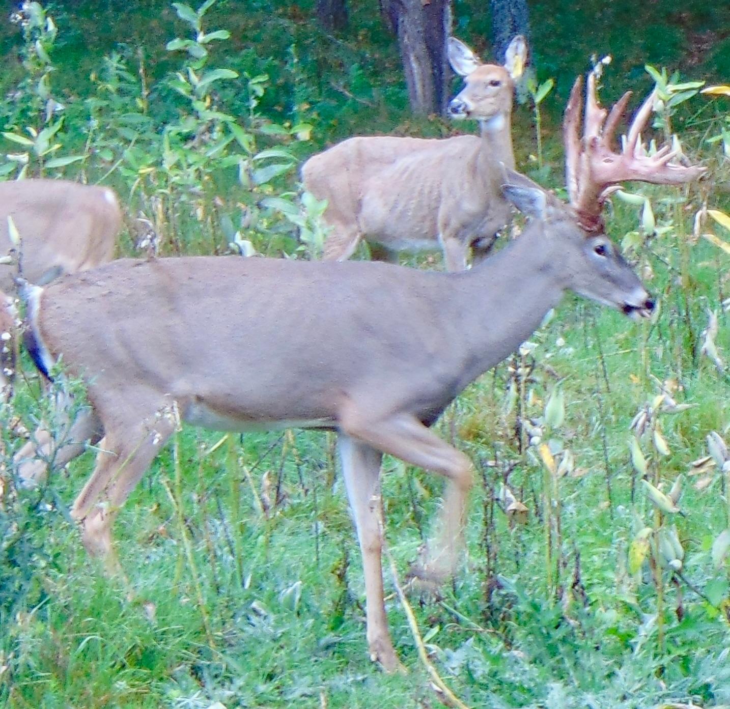 Lake Tomahawk, Wisconsin, 54487, United States, ,Residential,For Sale,1973874