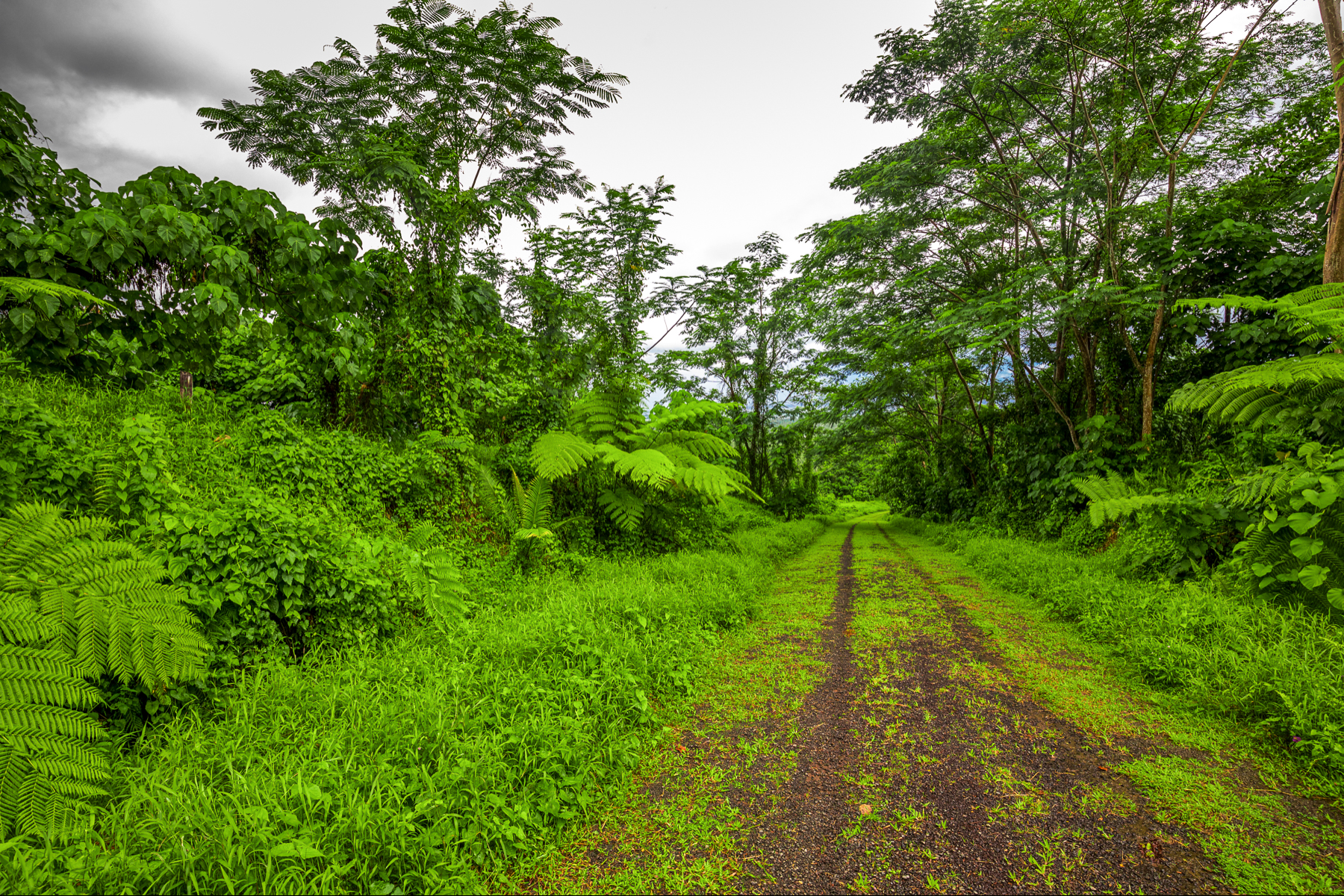  300ha Conservation of Tropical Rainforest - 物件實景