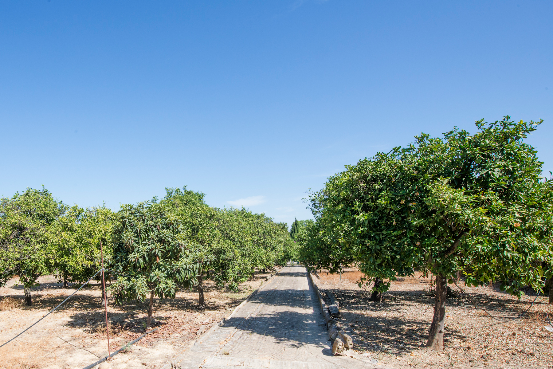  Prime Real Estate Near Seville: Exceptional Investment Opportunity - 物件實景