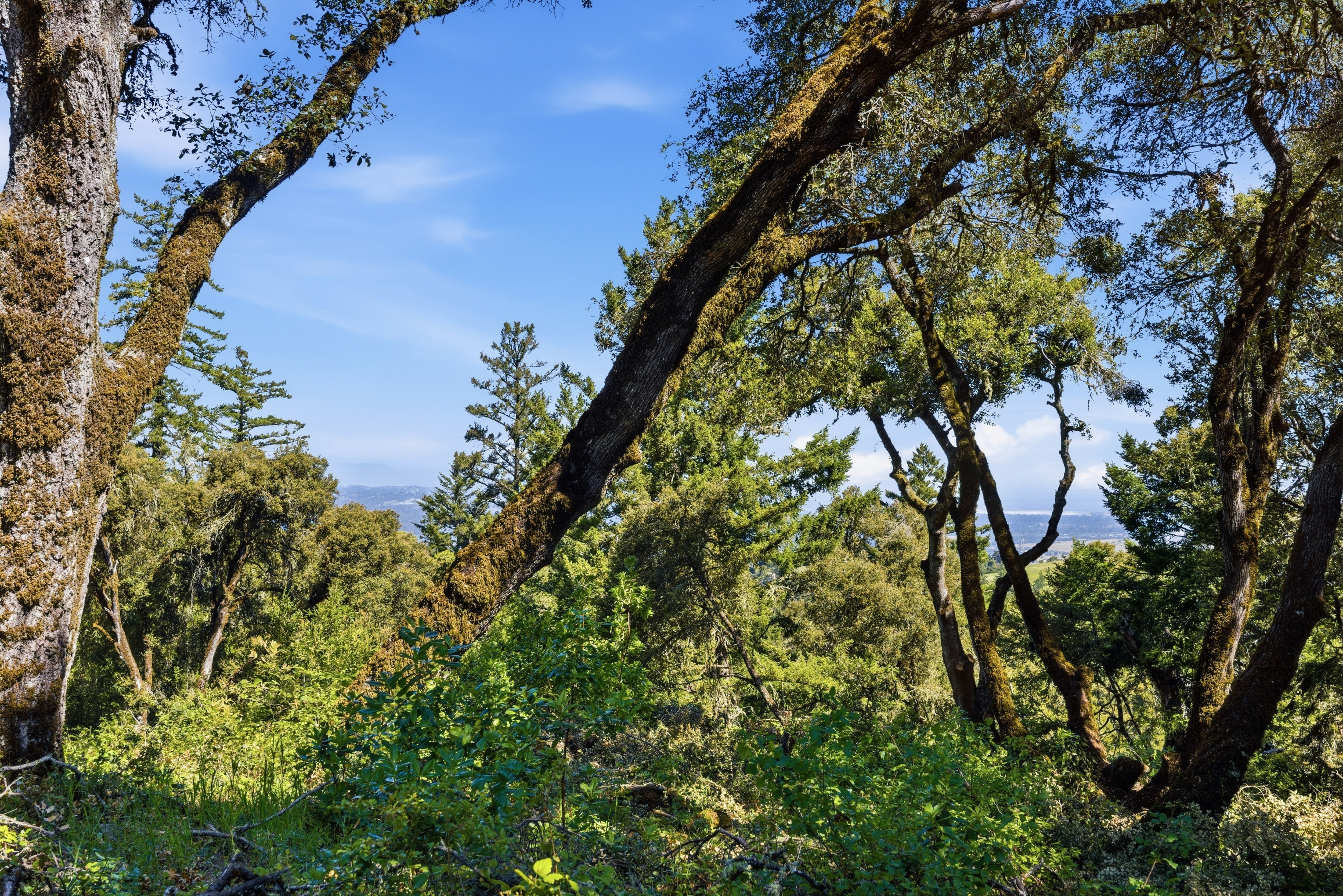  Exceptional Five-Acre Estate Opportunity with Bay Area Views - 物件實景