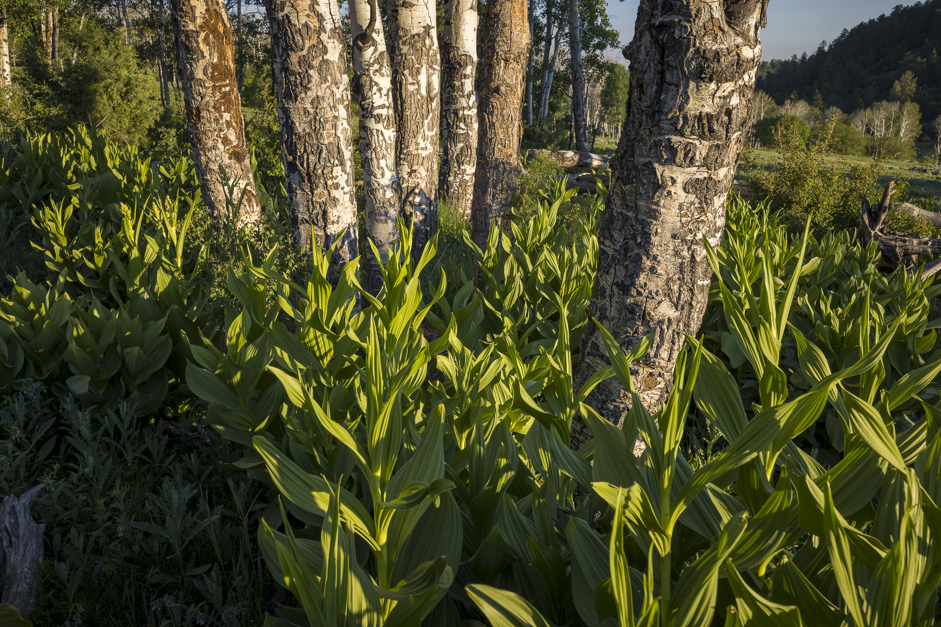 Telluride Renegade Ranch - 602 acres on Hastings Mesa - 物件實景