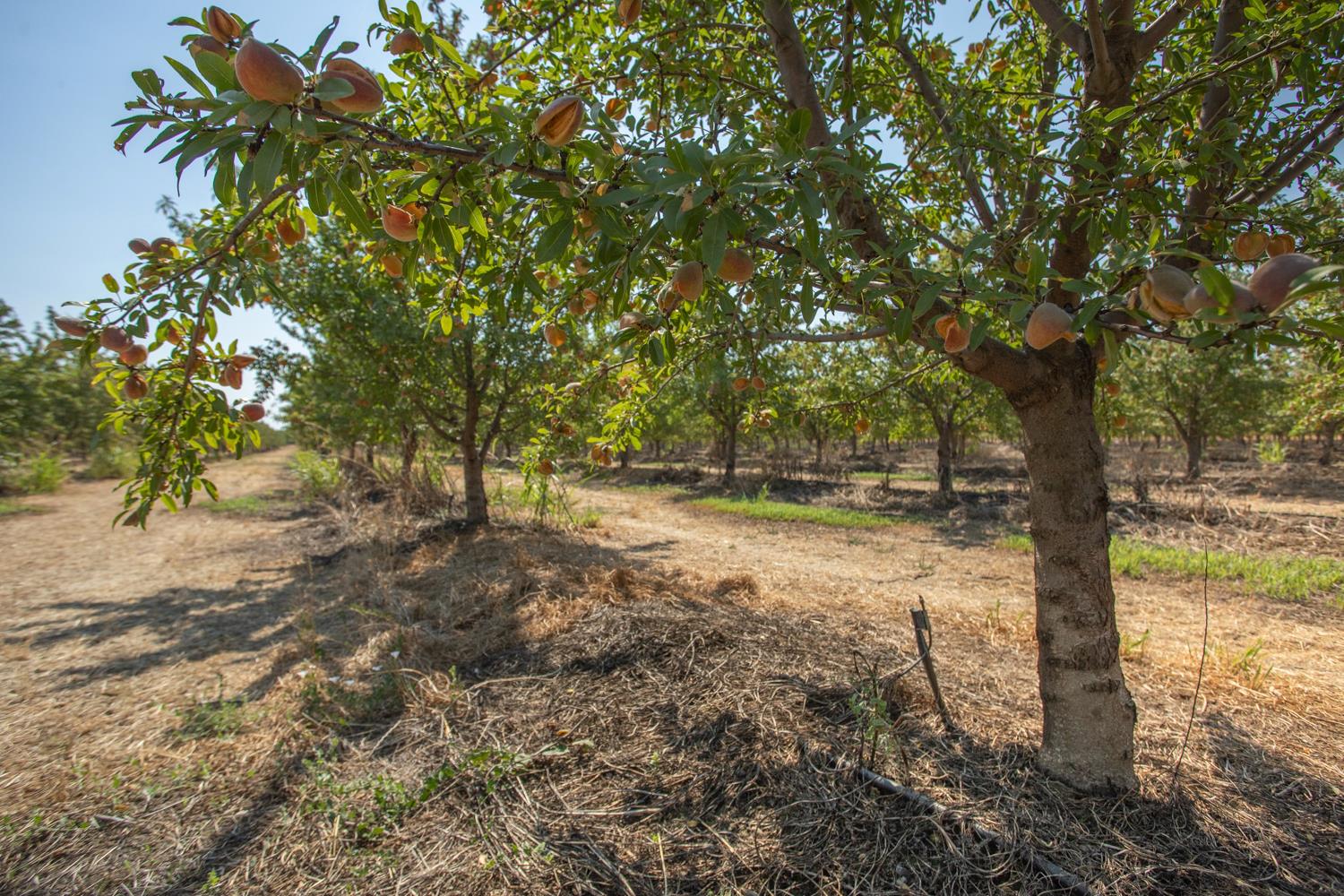 Live Oak, California, 95953-9845, United States, ,Residential,For Sale,1897081