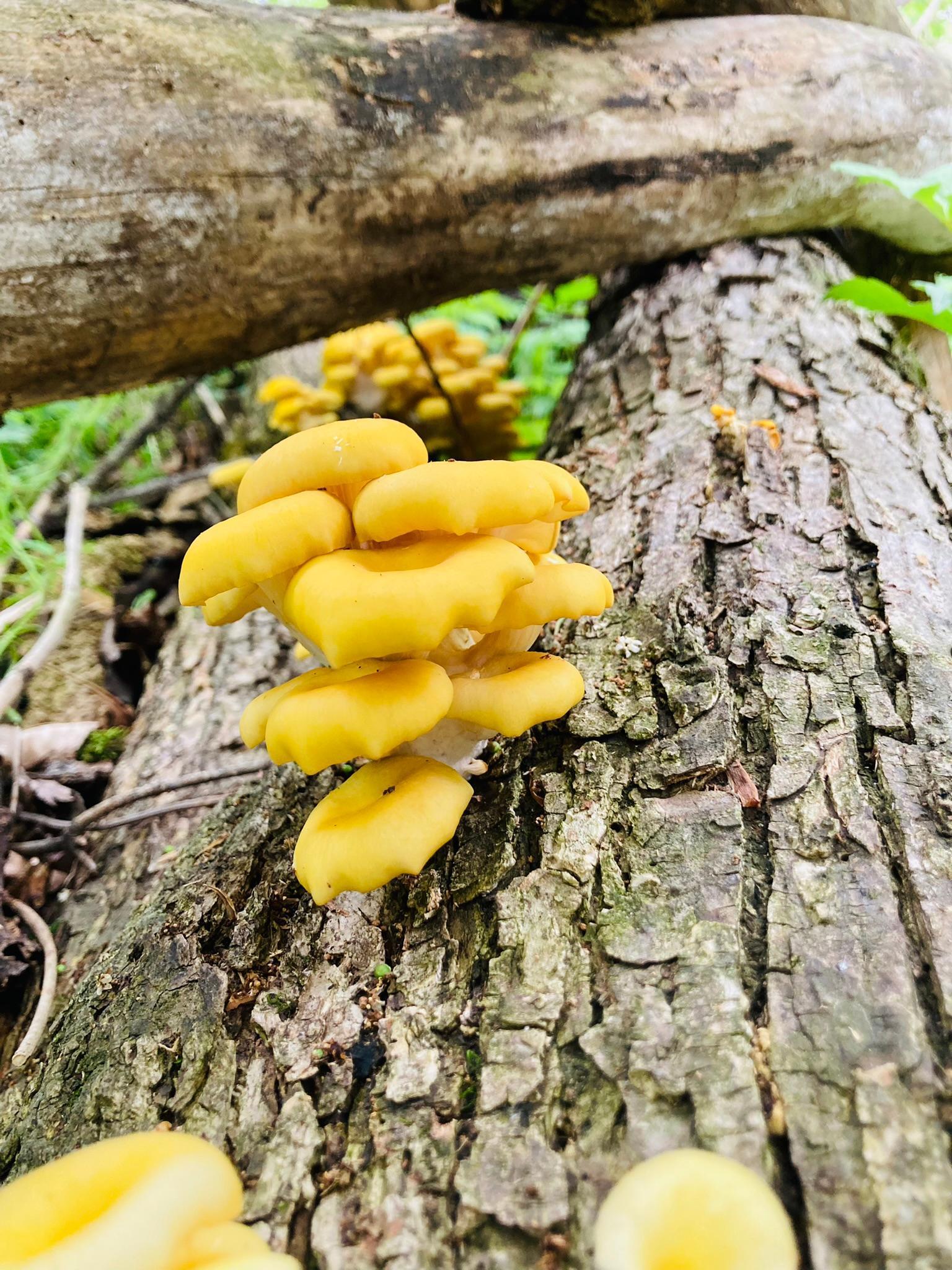 Winona, Minnesota, 55987, United States, 5 Bedrooms Bedrooms, ,2 BathroomsBathrooms,Residential,For Sale,2005788