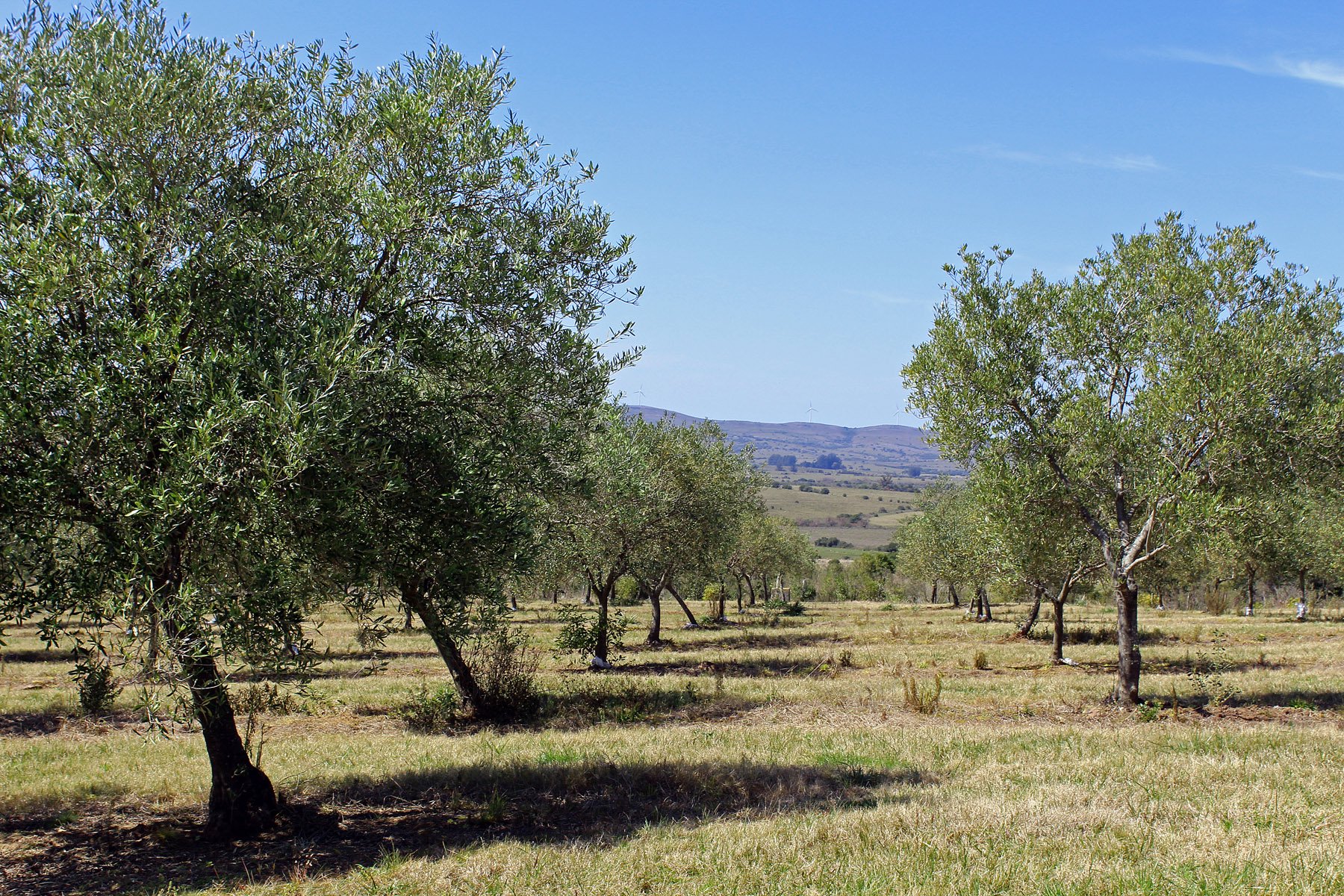  Farm with olive groves in Pueblo Edén - 物件實景