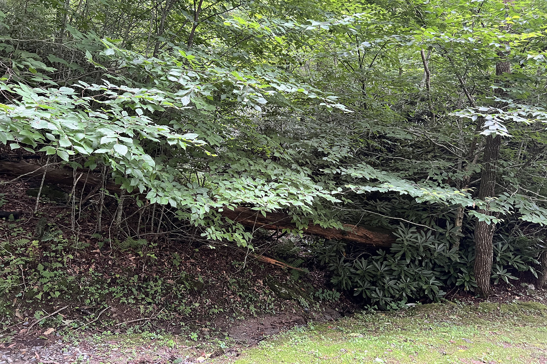  PARKWAY CROSSING - BLOWING ROCK - 物件實景