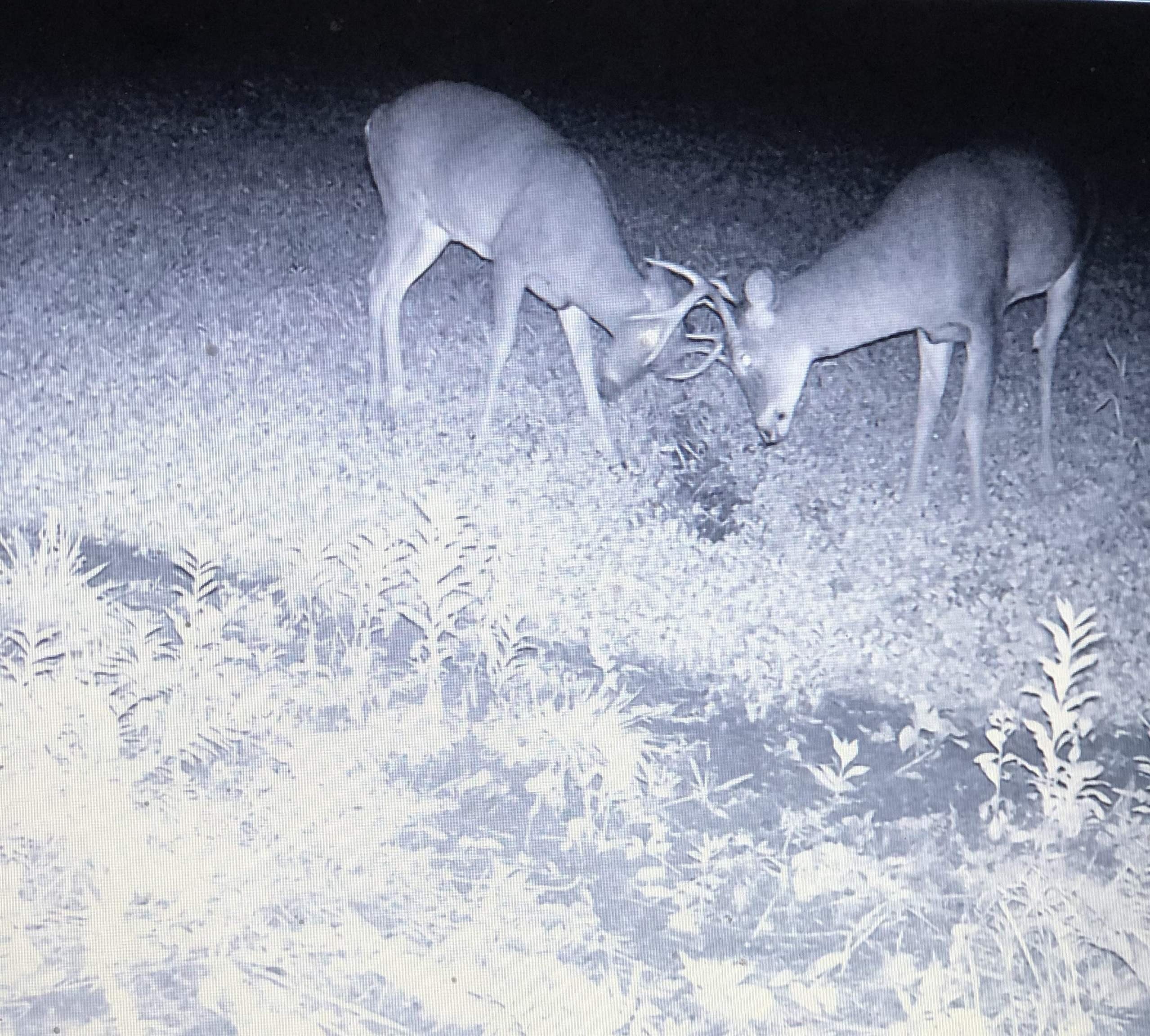 Charleston, Vermont, 05872, United States, 3 Bedrooms Bedrooms, ,2 BathroomsBathrooms,Residential,For Sale,1998791